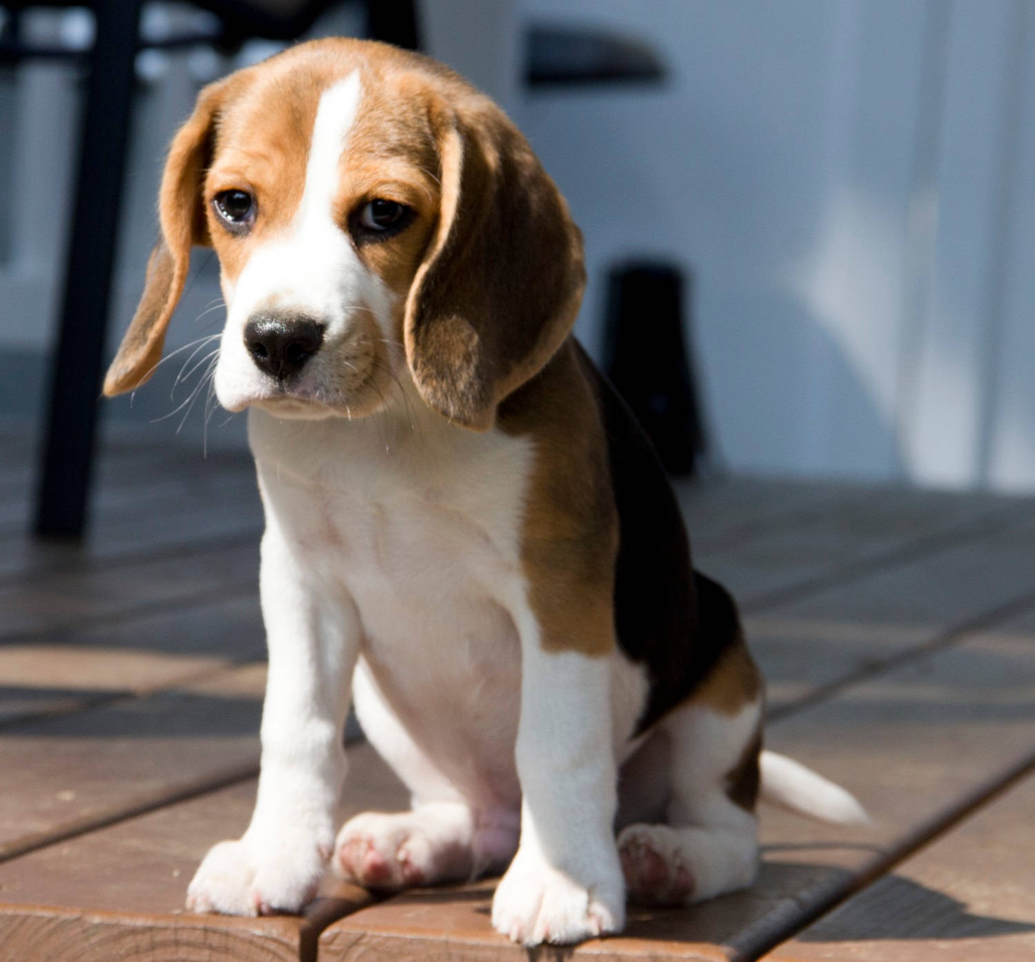 beagle puppy, floppy ears, wooden deck, HD Desktop Wallpaper