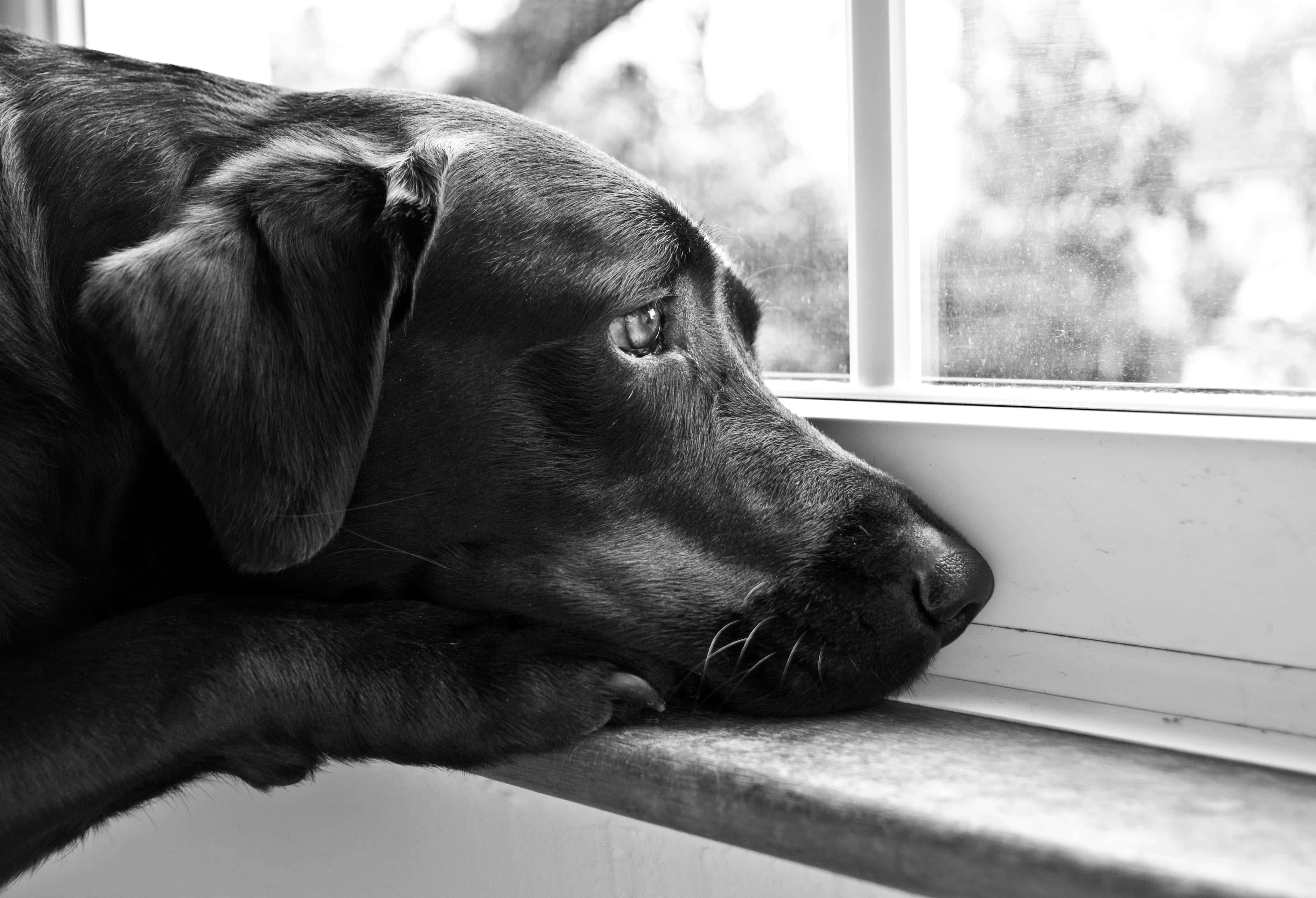 chocolate Labrador, black and white photo, windowsill, 4K Desktop Wallpaper