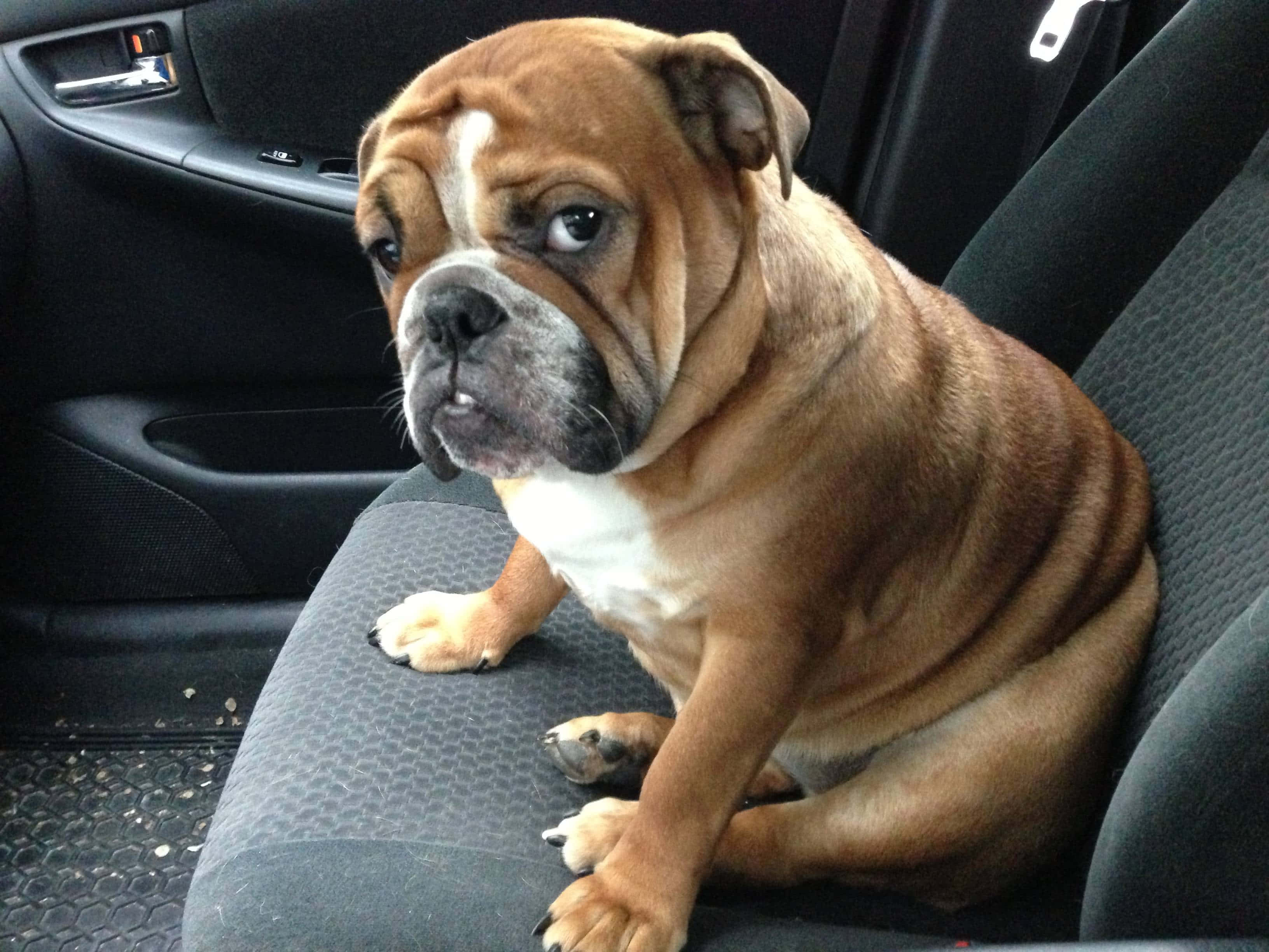 brown bulldog, white chest, black car seat, 2K Desktop Wallpaper