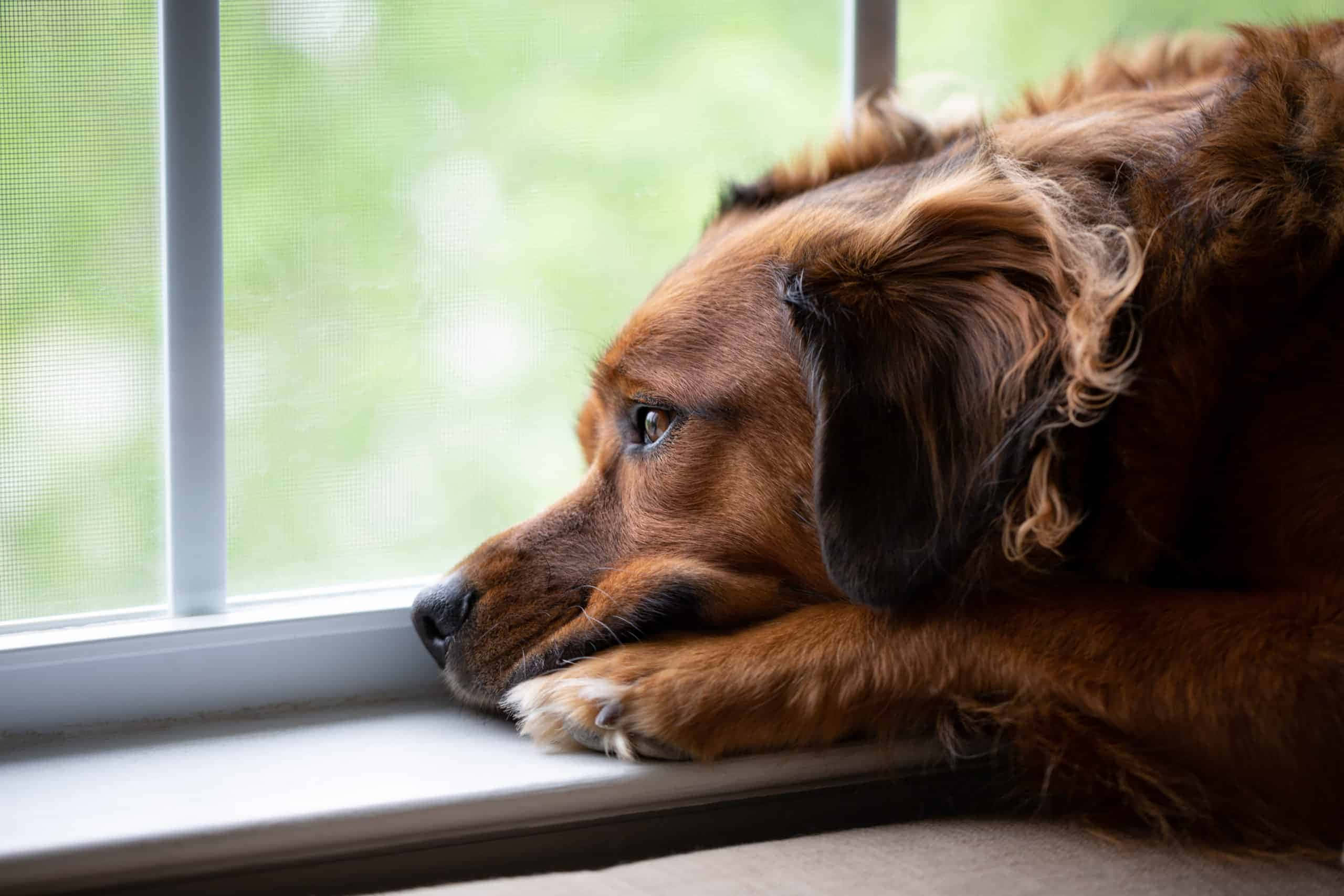 fluffy brown dog, windowsill, bright green blurred garden, 2K Desktop Wallpaper
