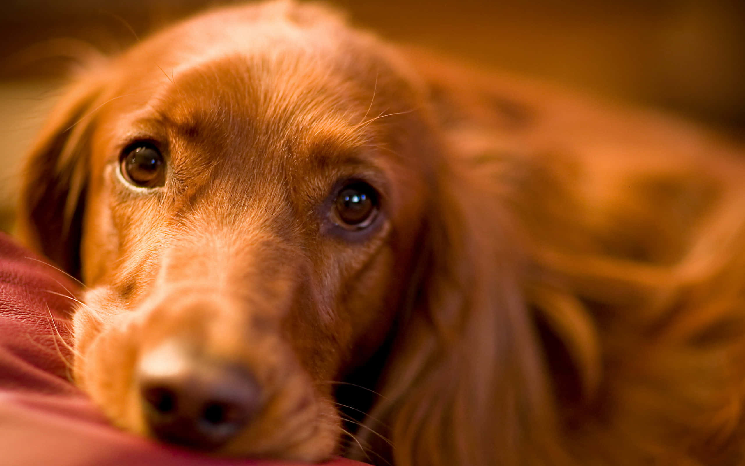 long-haired reddish-brown dog, soulful eyes, soft surface, 2K Desktop Wallpaper