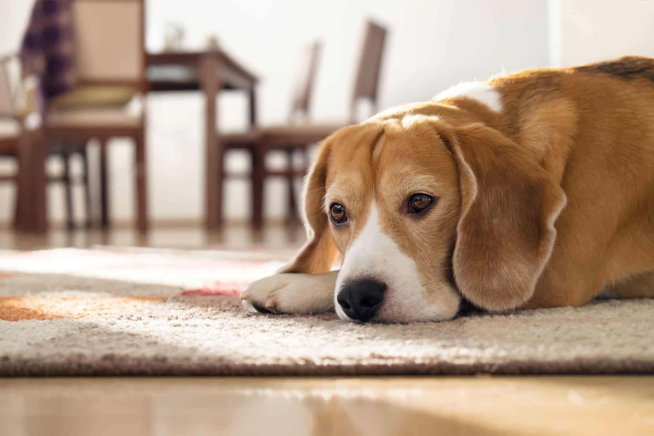 beagle, carpeted floor, sunlit home interior, Full HD Desktop Wallpaper