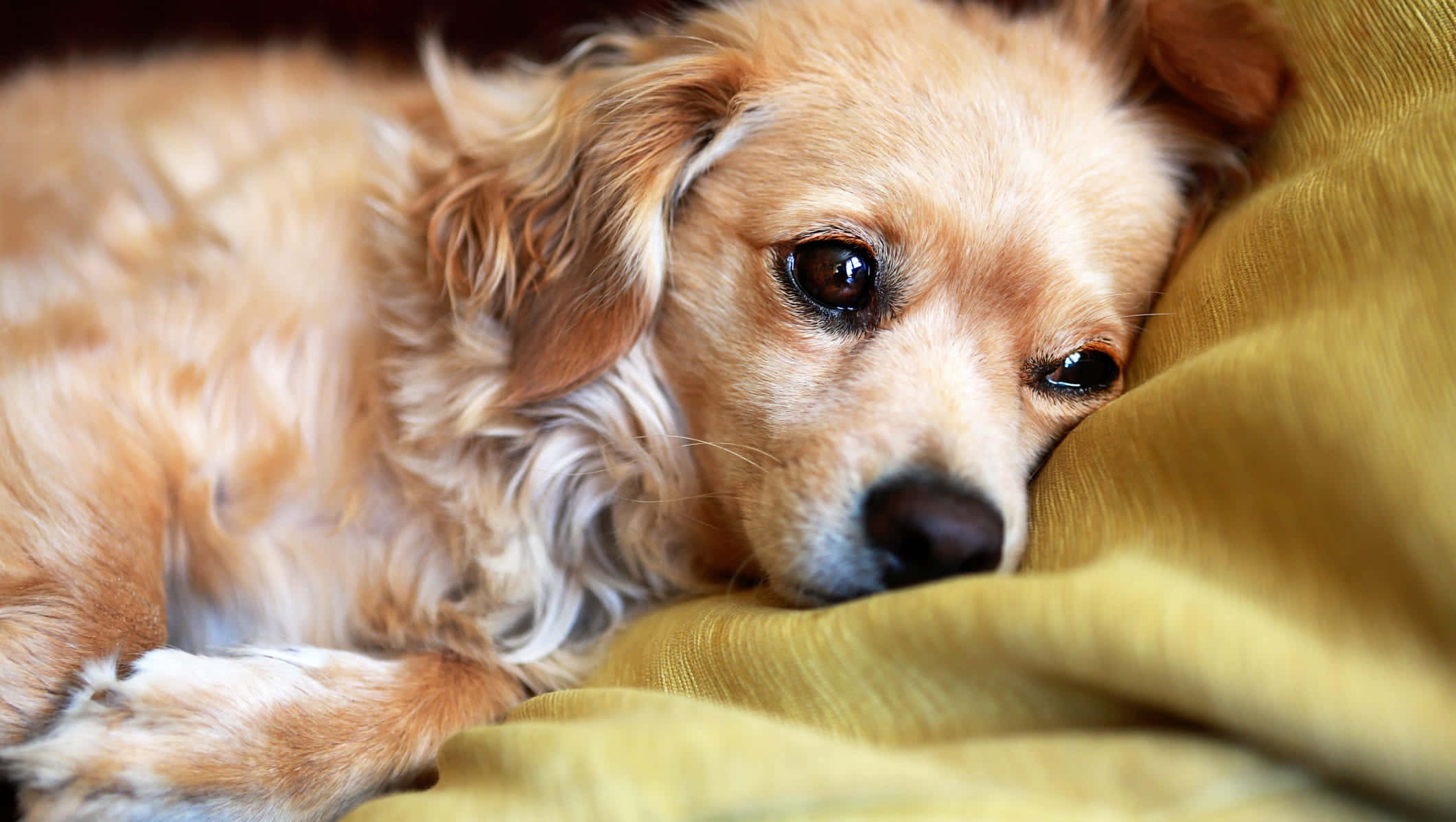 fluffy golden dog, soft yellow blanket, soulful eyes, Full HD Desktop Wallpaper
