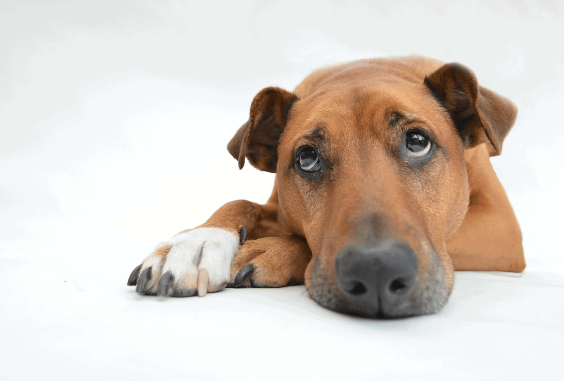 sad dog, brown dog, soulful eyes, Full HD Desktop Wallpaper