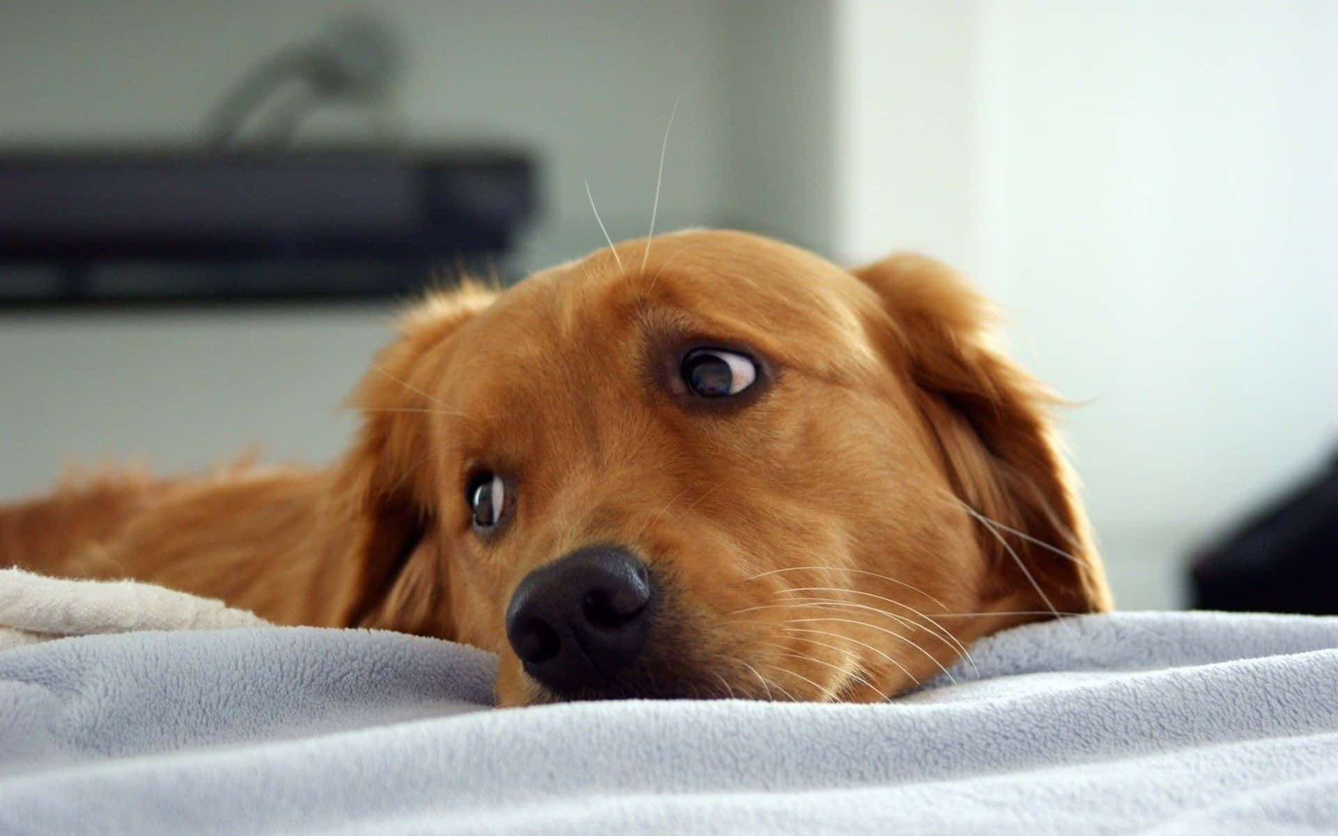 golden retriever, soft blue blanket, wide curious eyes, Full HD Desktop Wallpaper