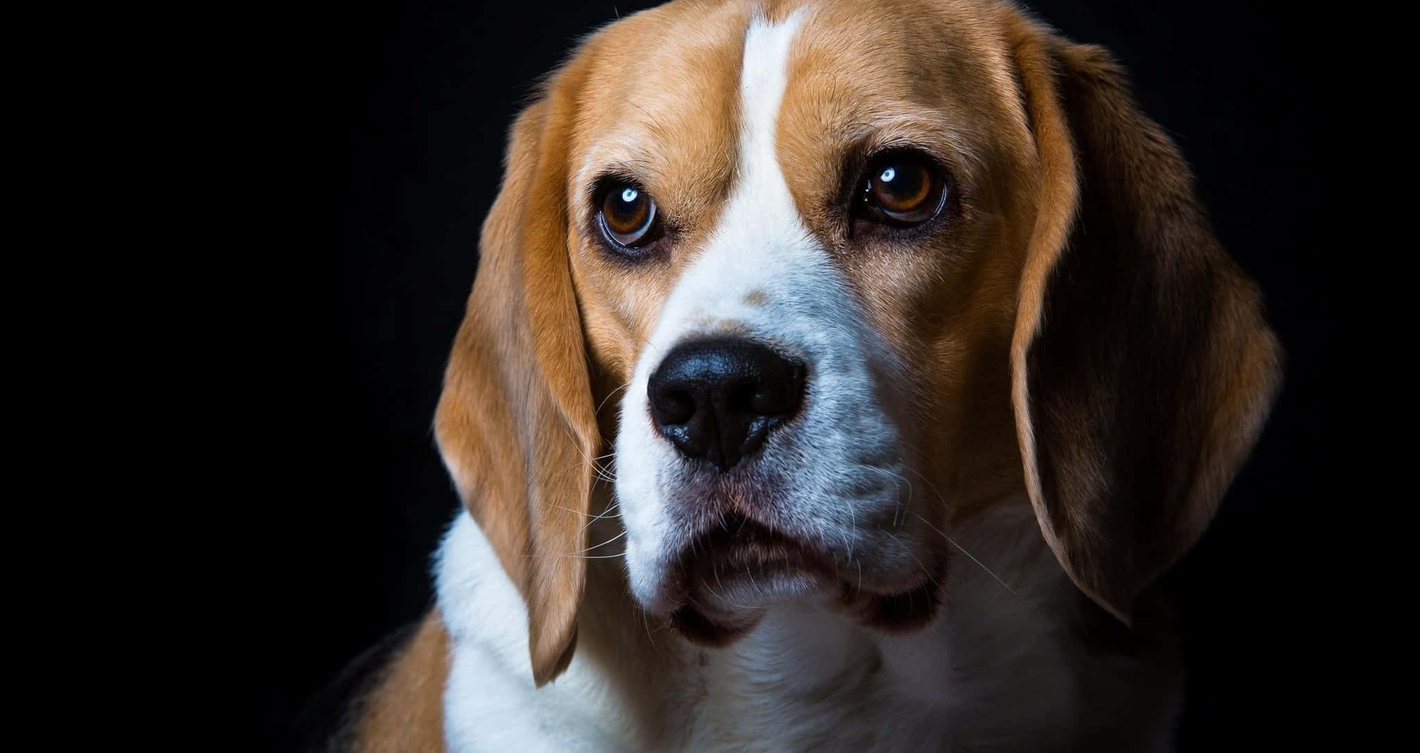 beagle, warm brown eyes, floppy ears, Full HD Desktop Wallpaper