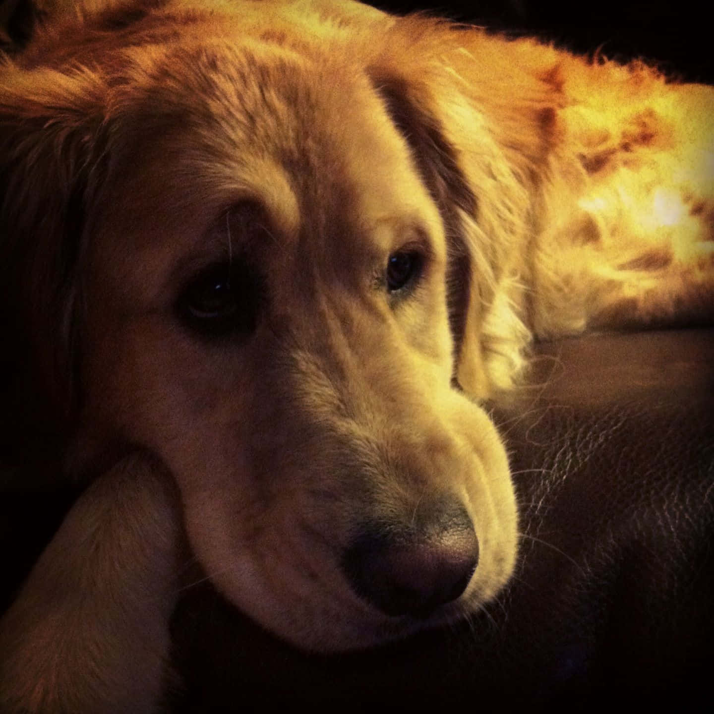 golden retriever, dark surface, warm golden light, HD Desktop Wallpaper