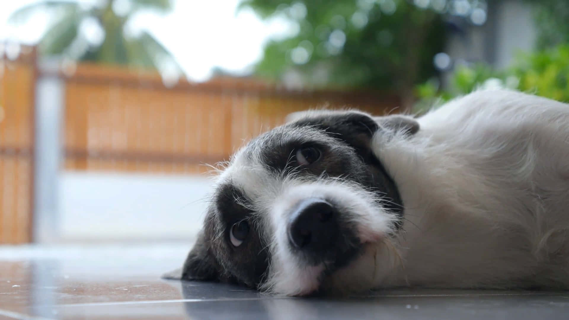 black and white dog, tiled floor, blurred wooden fence, Full HD Desktop Wallpaper