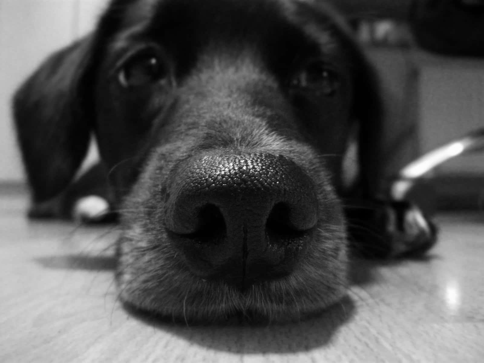 sad dog, black and white shot, dog's face, HD Desktop Wallpaper