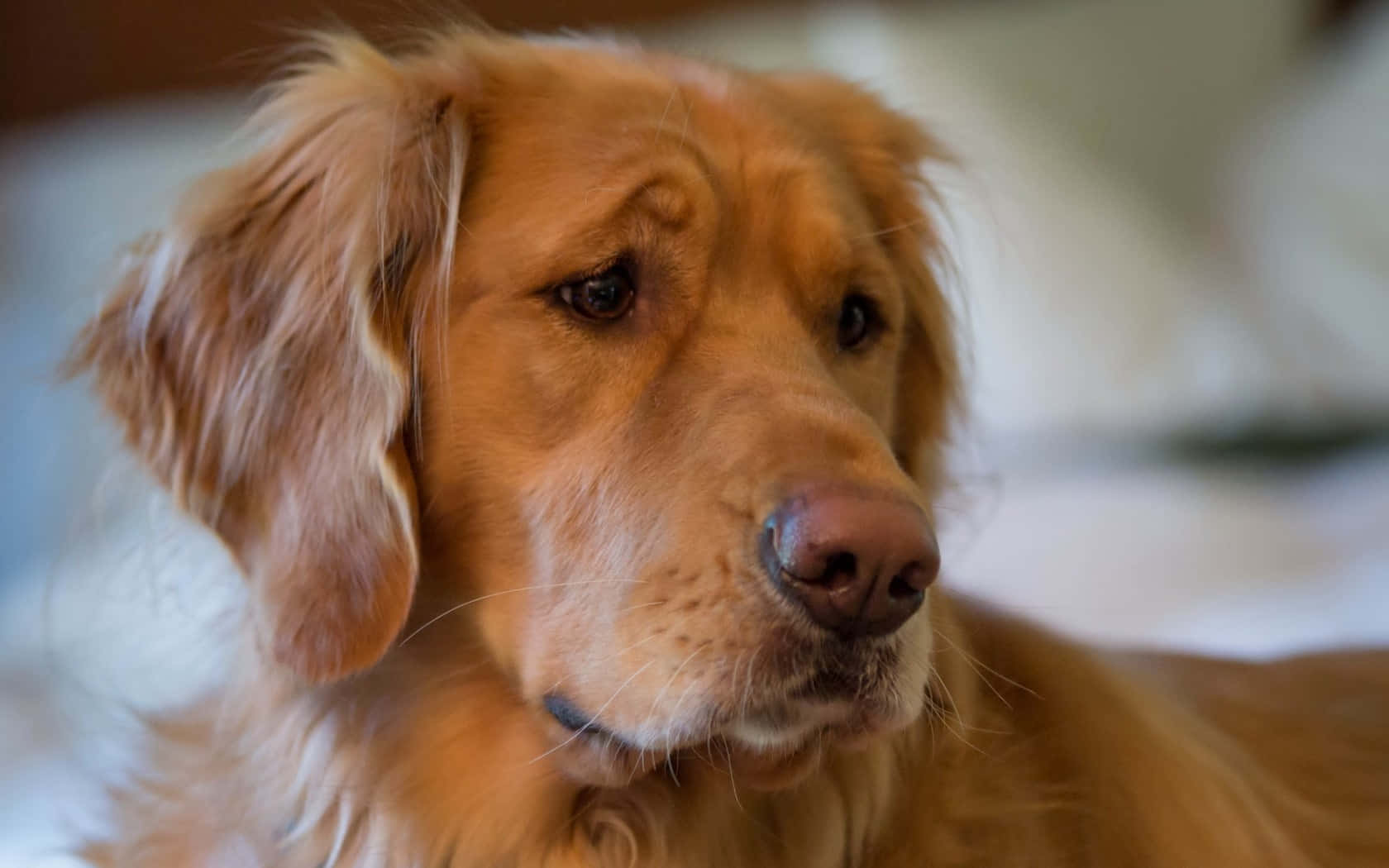 golden retriever, soft fur, gentle eyes, HD Desktop Wallpaper