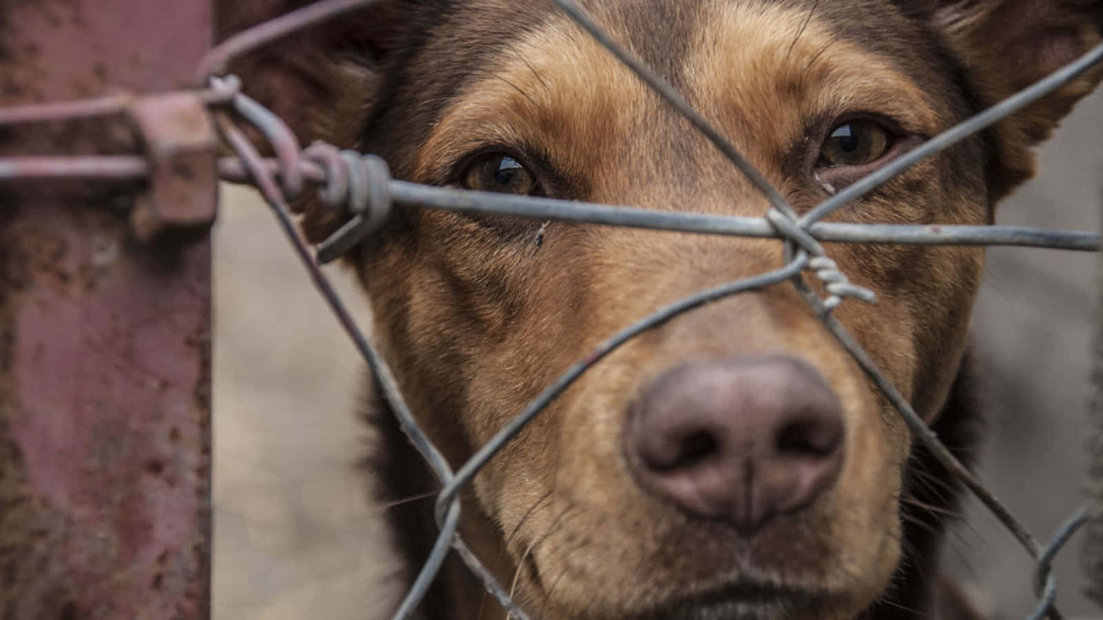 brown dog, soulful eyes, rusty chain-link fence, HD Desktop Wallpaper