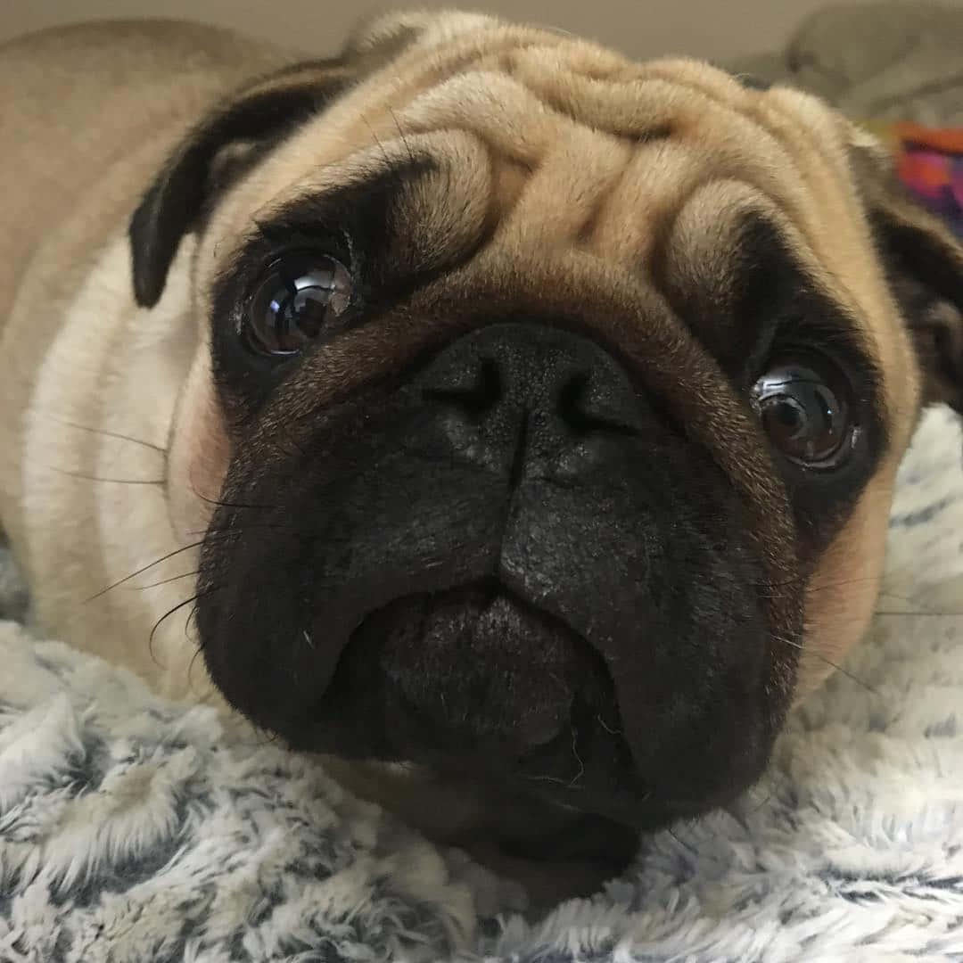 fawn pug, wrinkled face, soulful eyes, SD Desktop Wallpaper