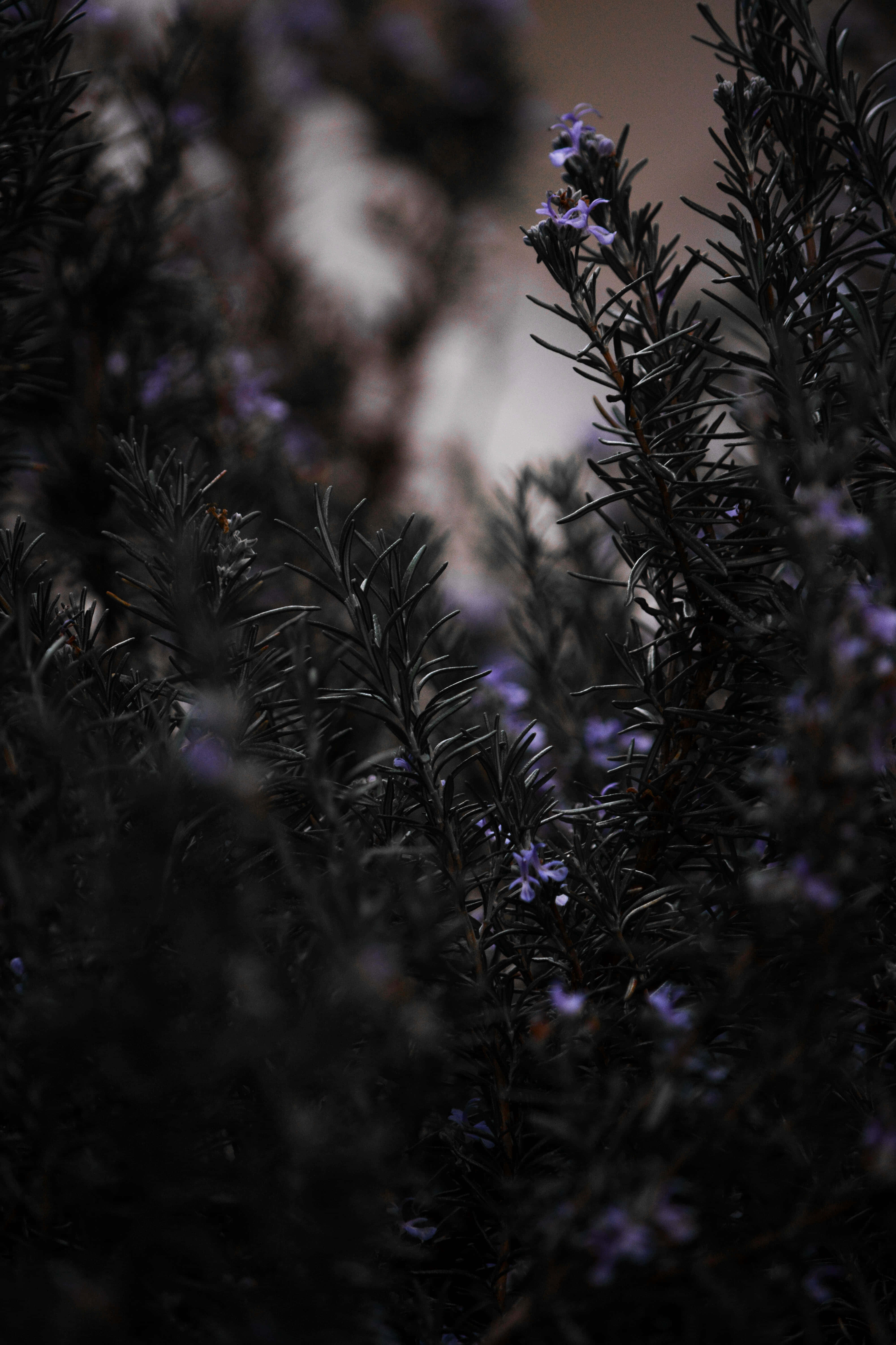 rosemary, purple flowers, deep shadow, 5K Phone Wallpaper