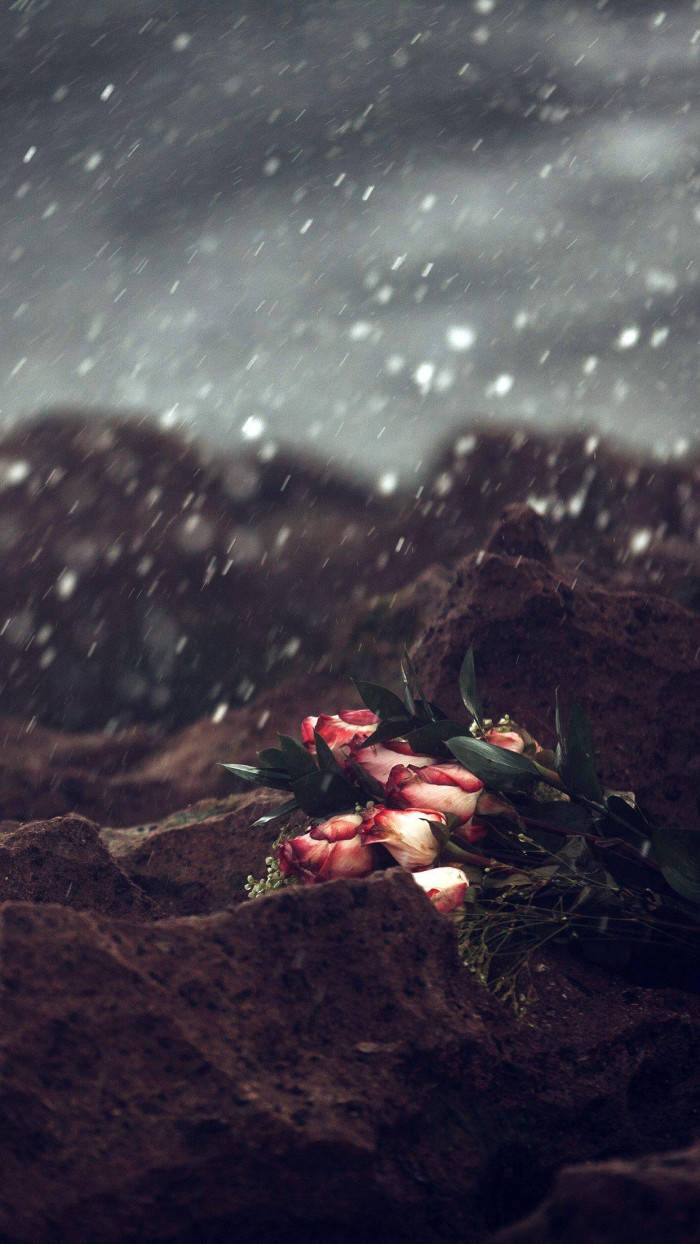 sad iphone, pink roses, dark earth, SD Phone Wallpaper