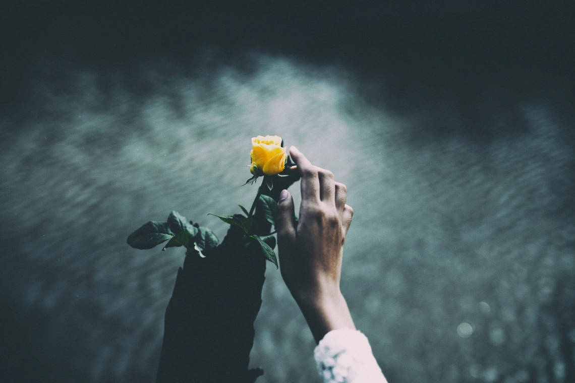 one sided love yellow rose, yellow rose, moody dark teal blurred background, SD Desktop Wallpaper