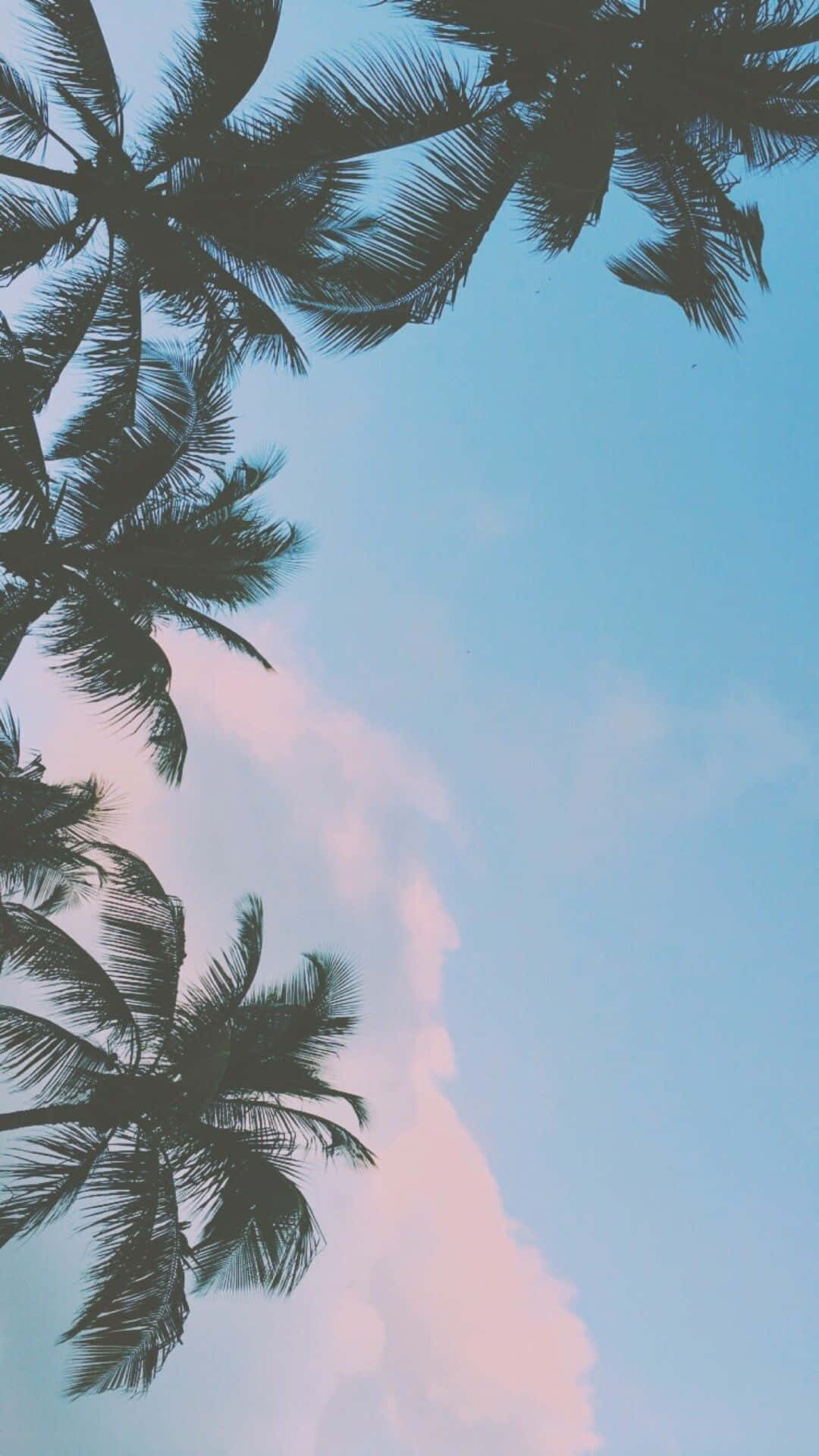 palm fronds, pastel sky, pink and blue hues, Full HD Phone Wallpaper