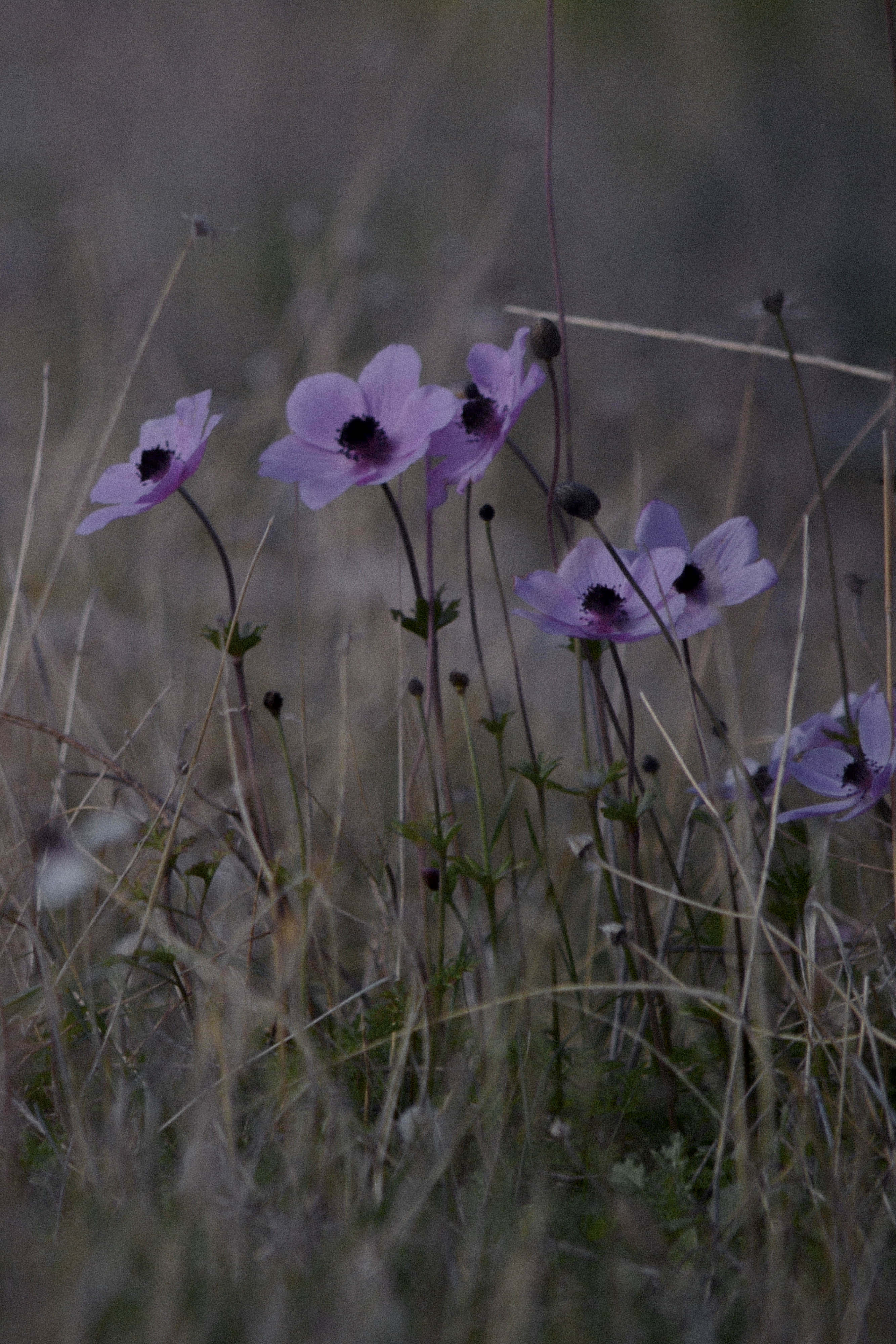 Sad Vibes, purple flowers, dark centers, 4K Phone Wallpaper