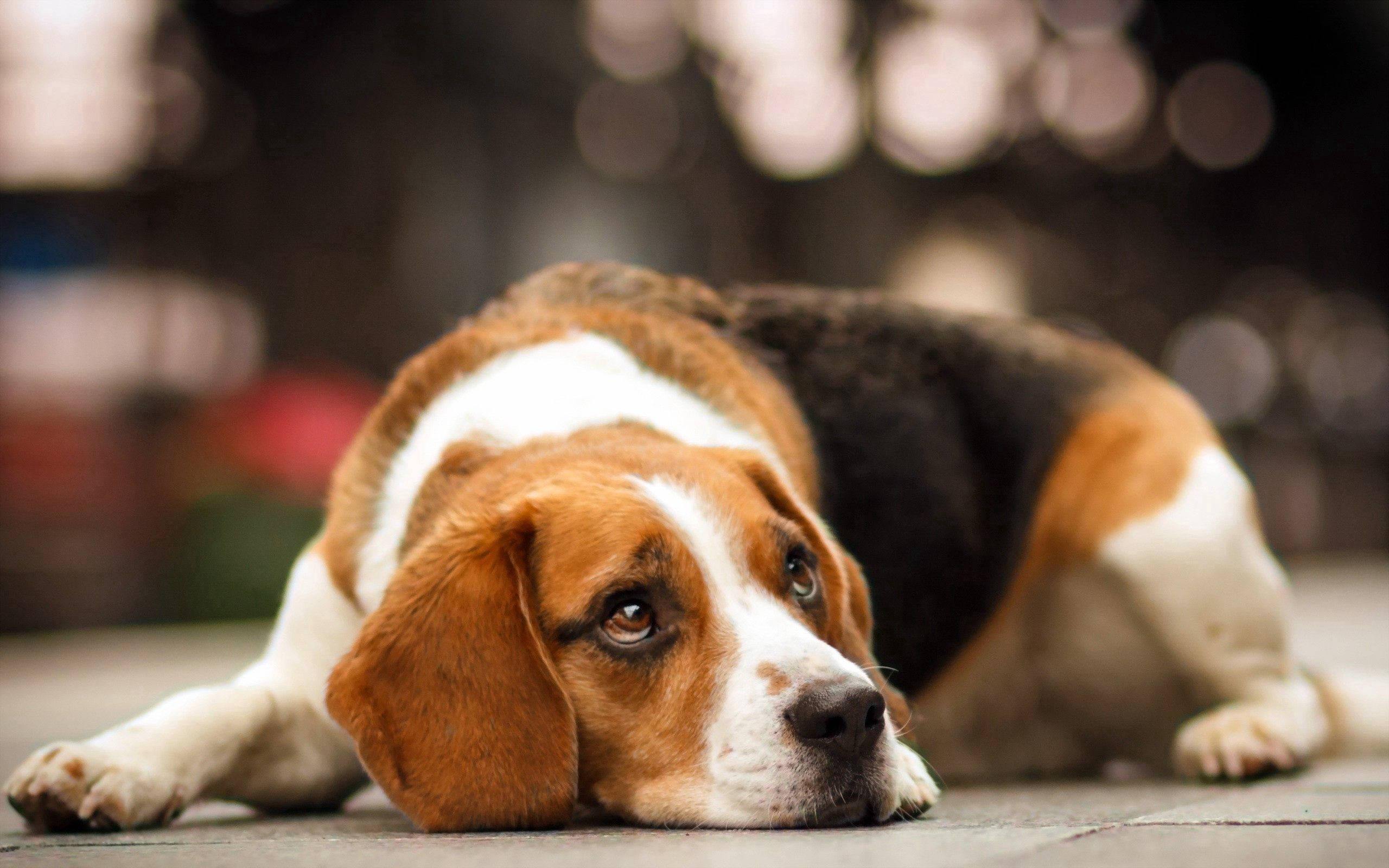 tricolor beagle dog, paved surface, bokeh lights, 2K Desktop Wallpaper