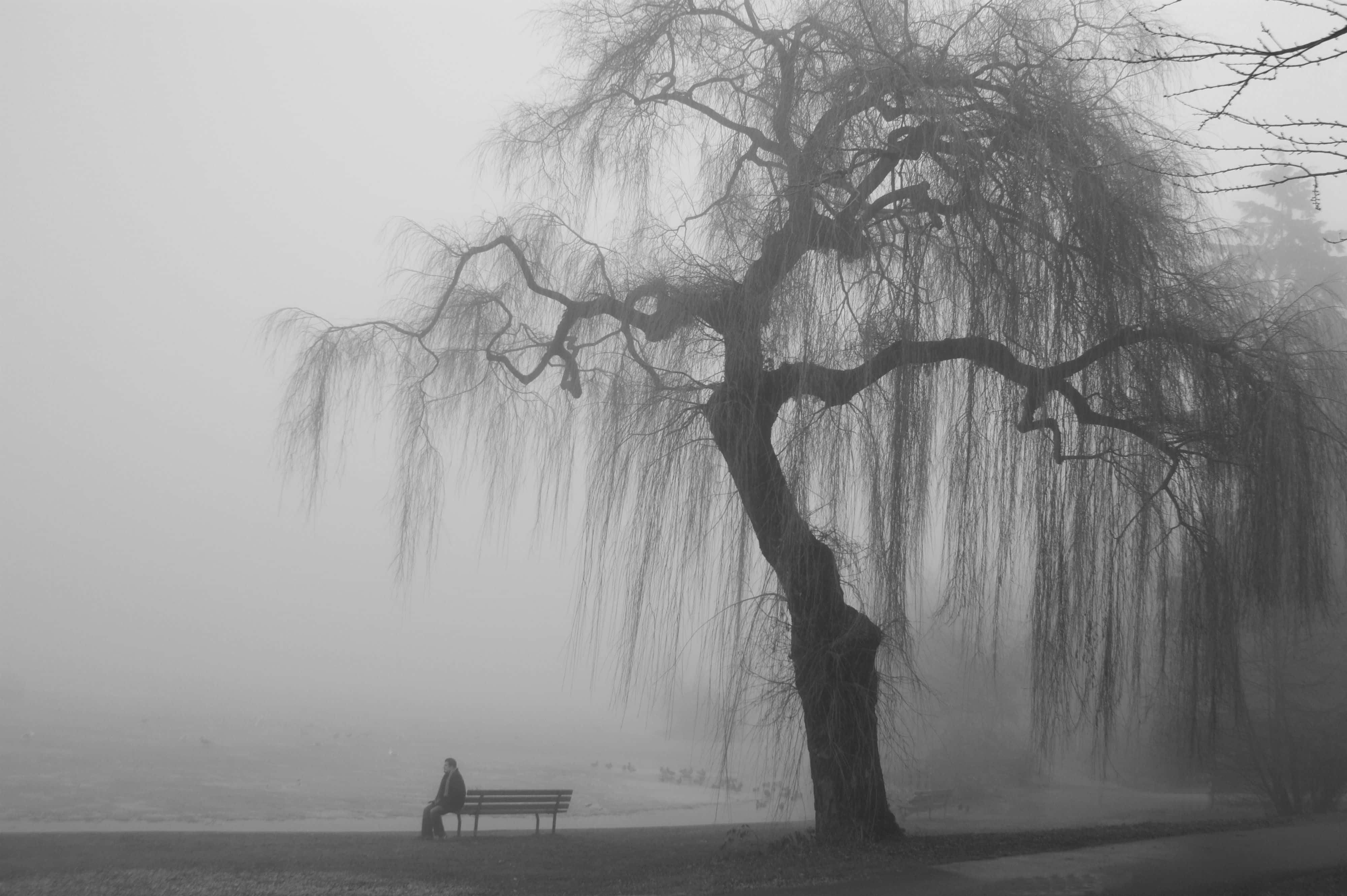 gray aesthetic, sad park bench, willow tree, 4K Desktop Wallpaper
