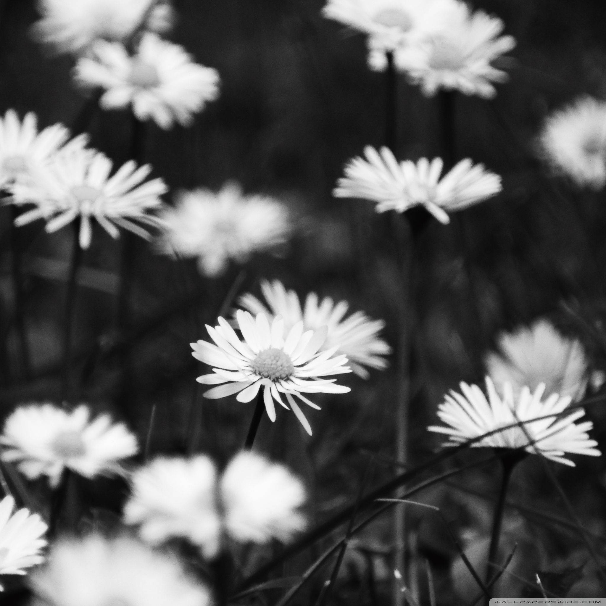 daisies, black and white, close-up, Full HD Desktop Wallpaper