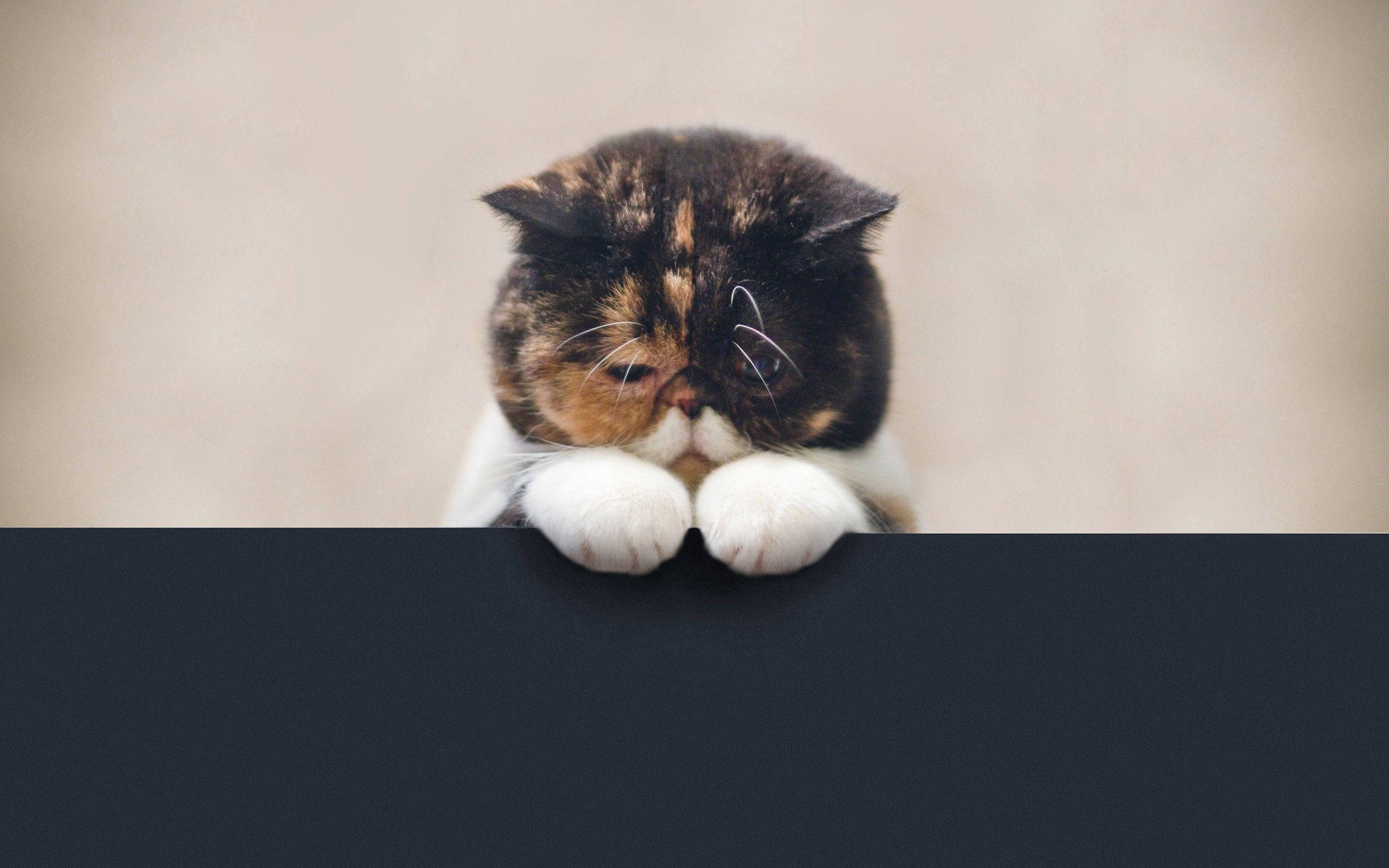calico cat, white paws, dark surface, 2K Desktop Wallpaper