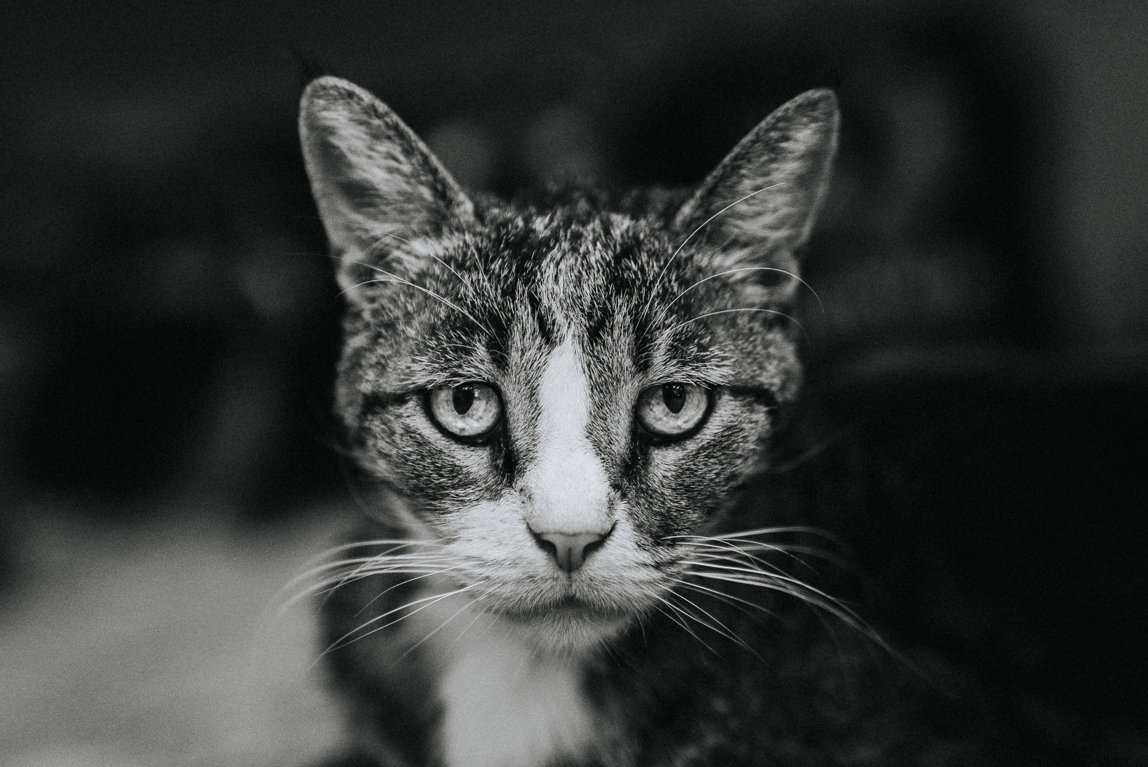 black and white, tabby cat, striking eyes, 2K Desktop Wallpaper