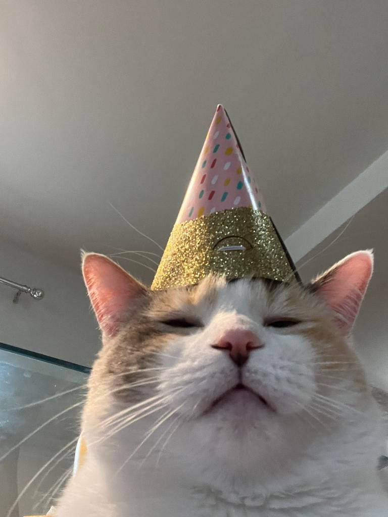 Sad Meme Cat With Hat, fluffy cat, pink party hat, SD Phone Wallpaper