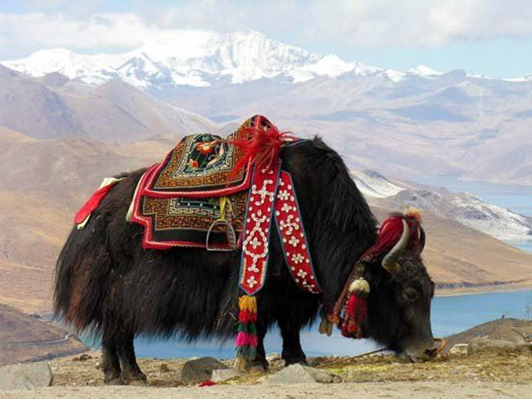 yak, black, red saddle, HD Desktop Wallpaper