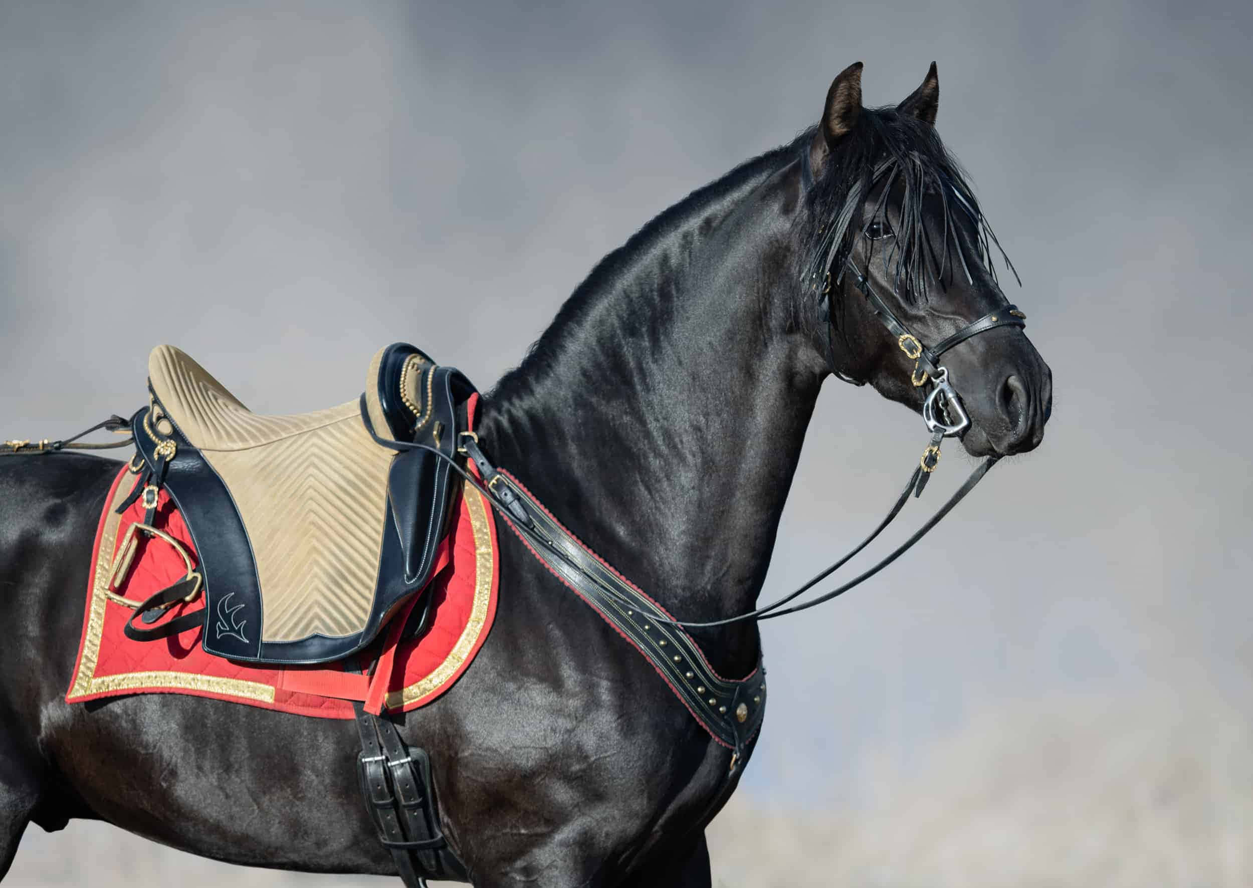 black horse, ornate red and beige saddle, glossy coat, Full HD Desktop Wallpaper