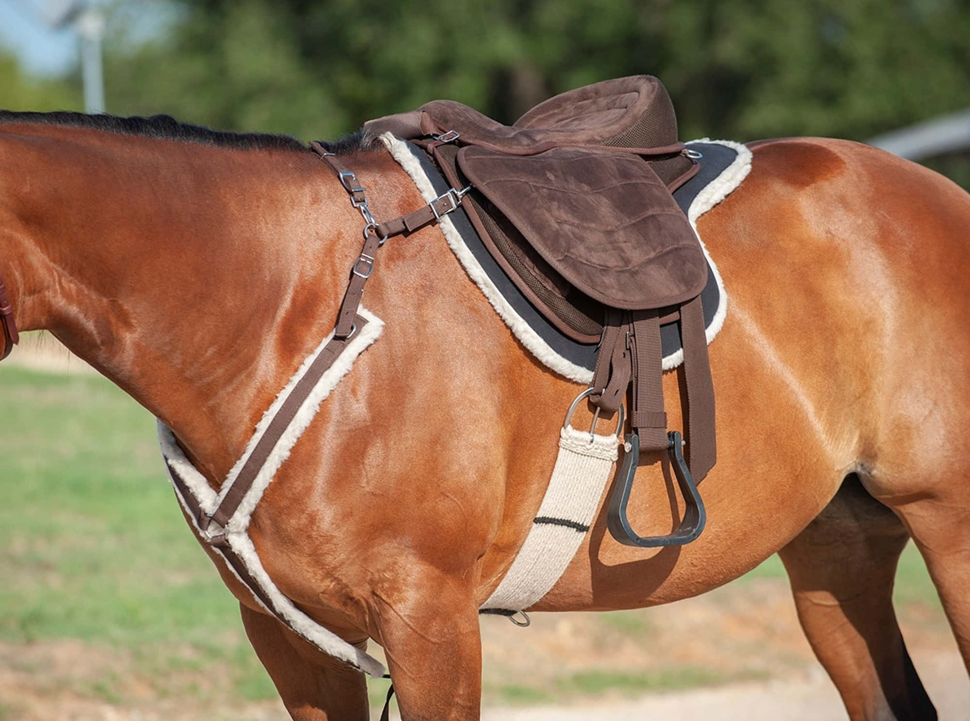 chestnut horse, sunlit field, brown suede saddle, Full HD Desktop Wallpaper