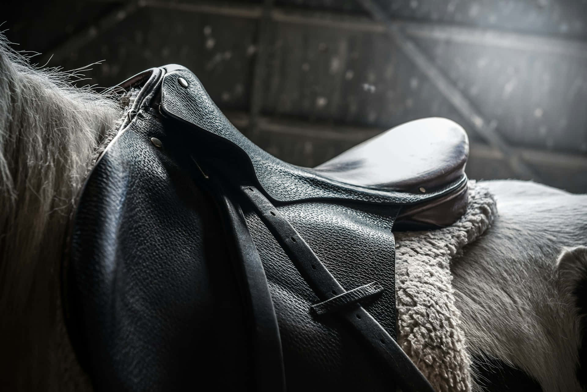black leather saddle, white horse, textured pad, Full HD Desktop Wallpaper