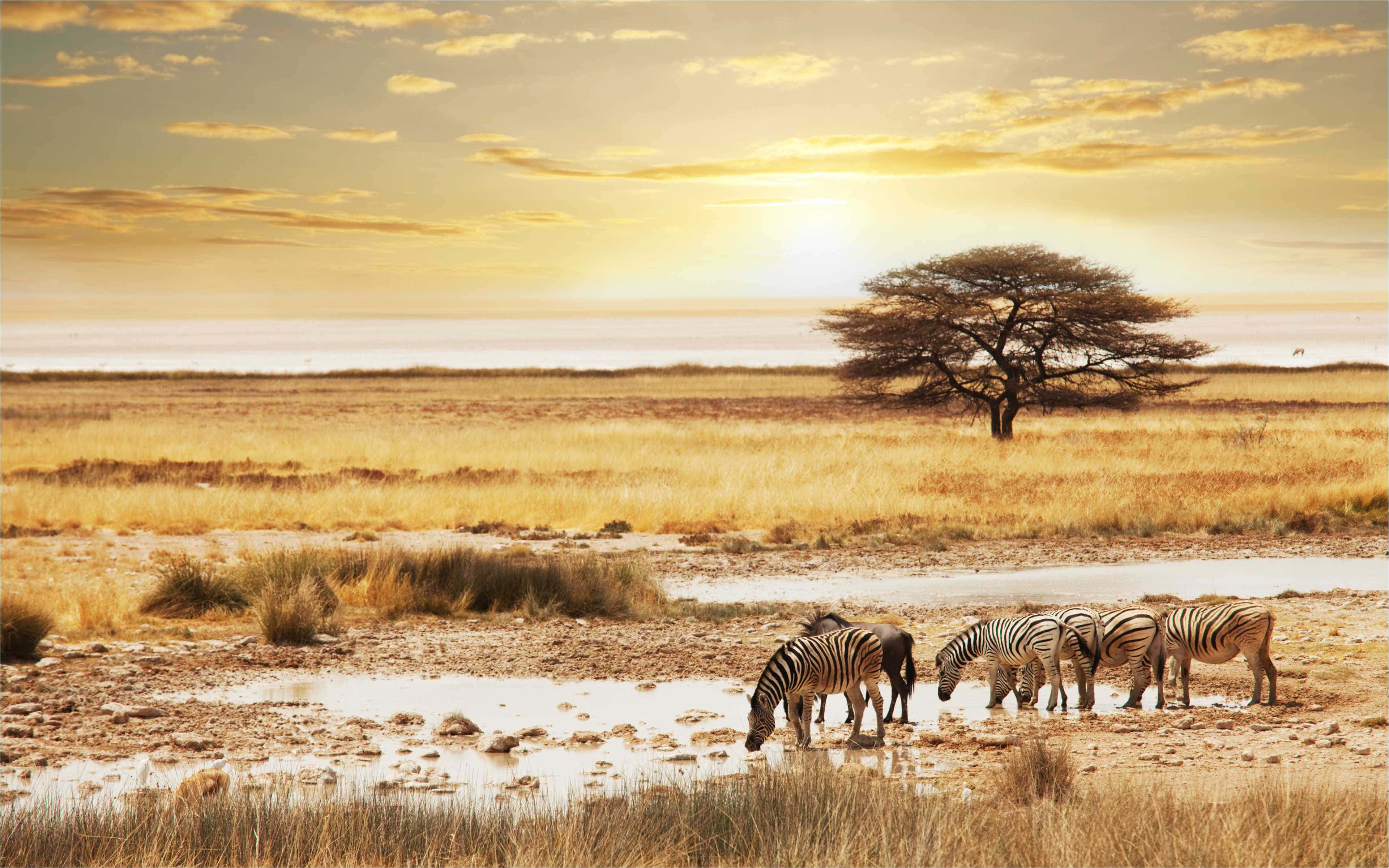 Safari, sunset, zebras, 4K Desktop Wallpaper