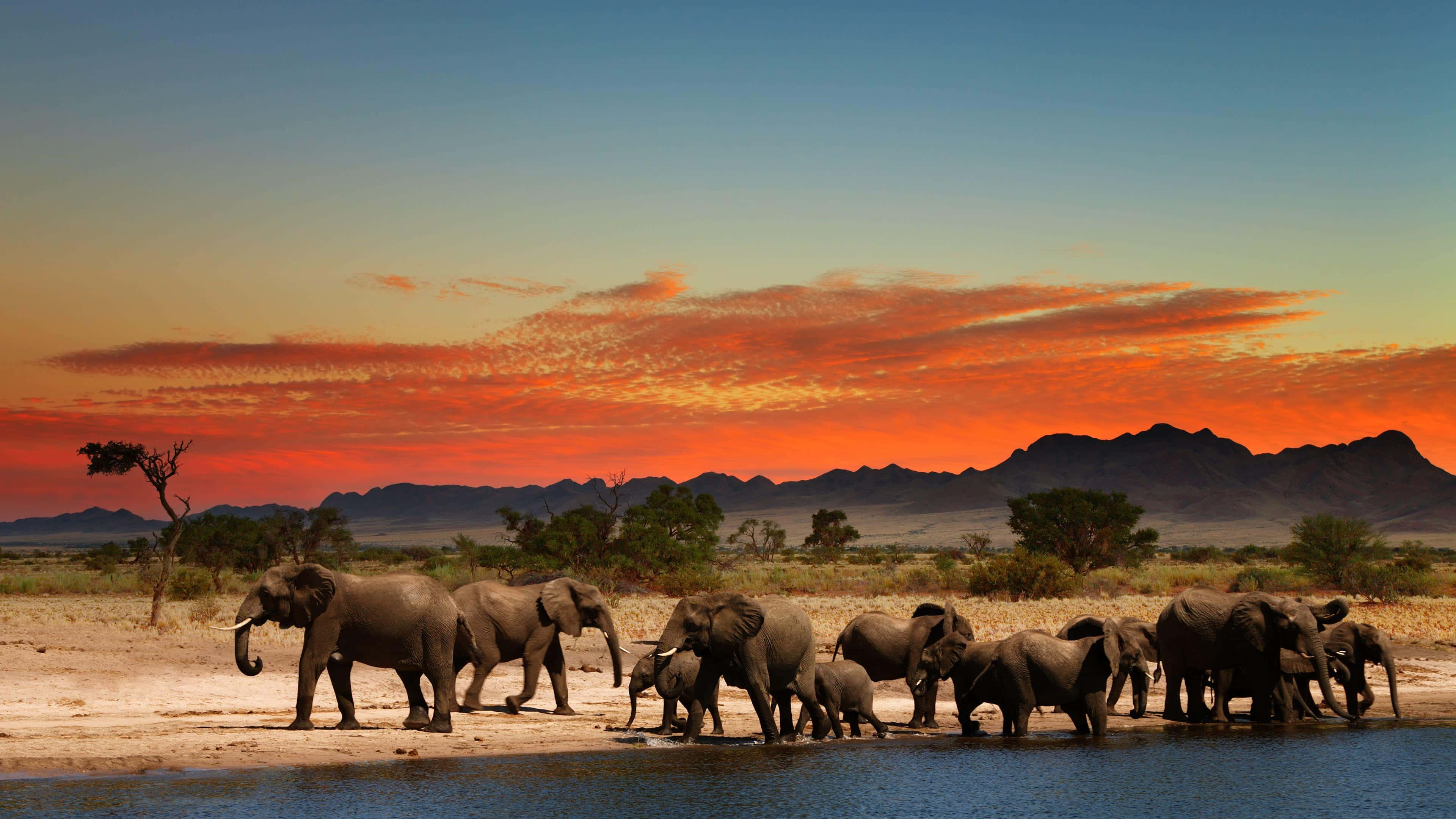 elephant herd, waterhole, fiery orange and blue sunset sky, 4K Desktop Wallpaper