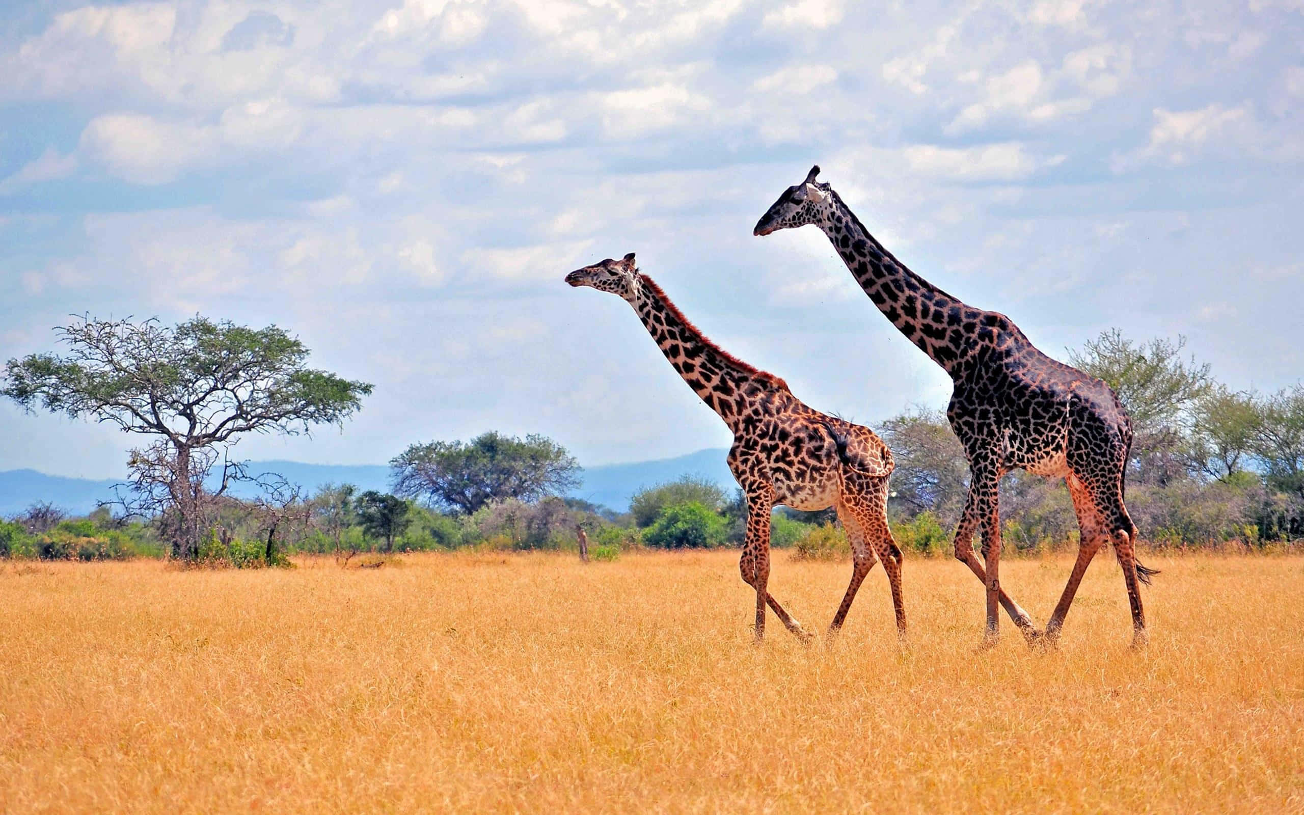 giraffes, savannah, golden savanna grass, 2K Desktop Wallpaper