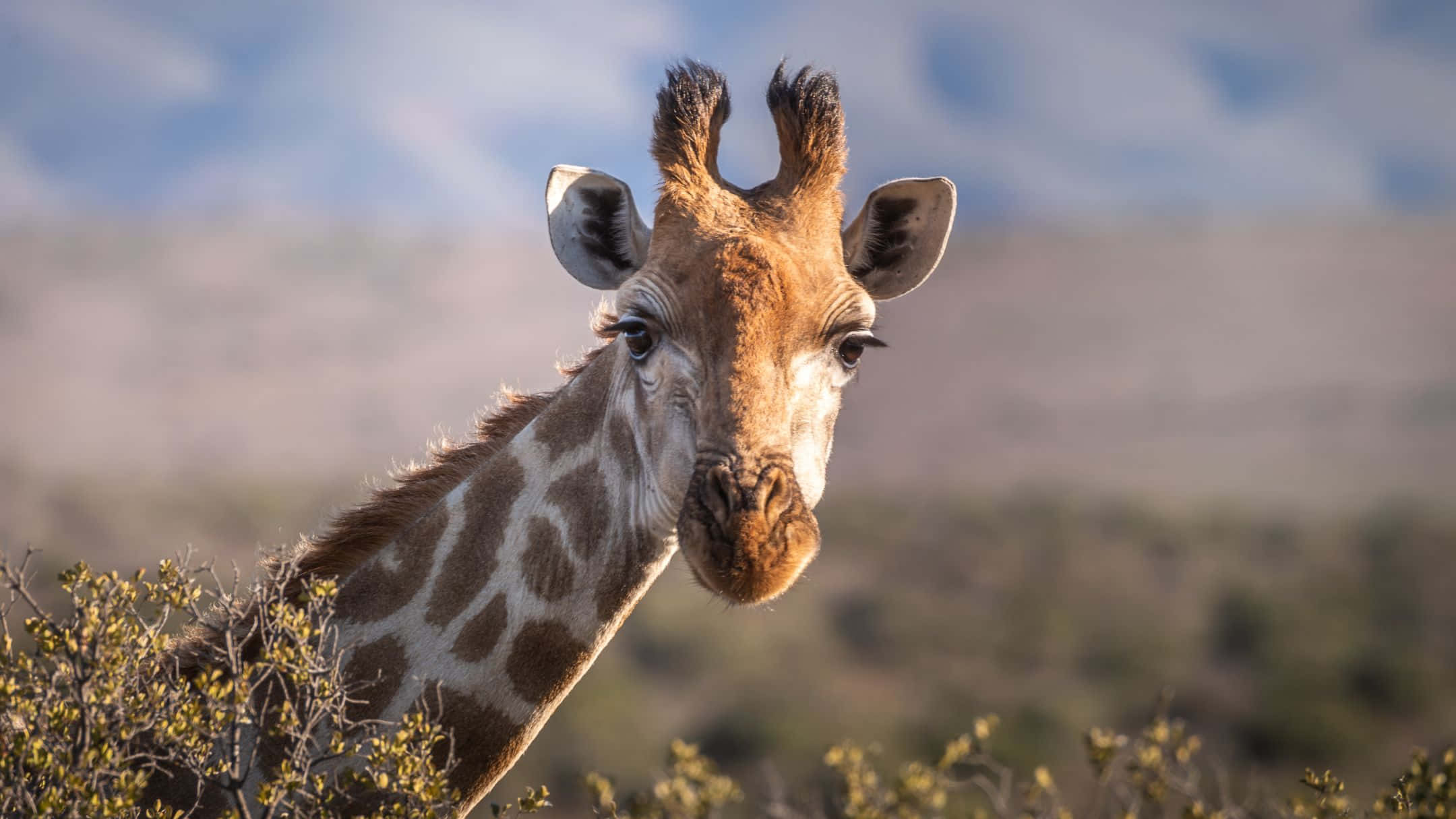 giraffe, savannah, sunset, Full HD Desktop Wallpaper