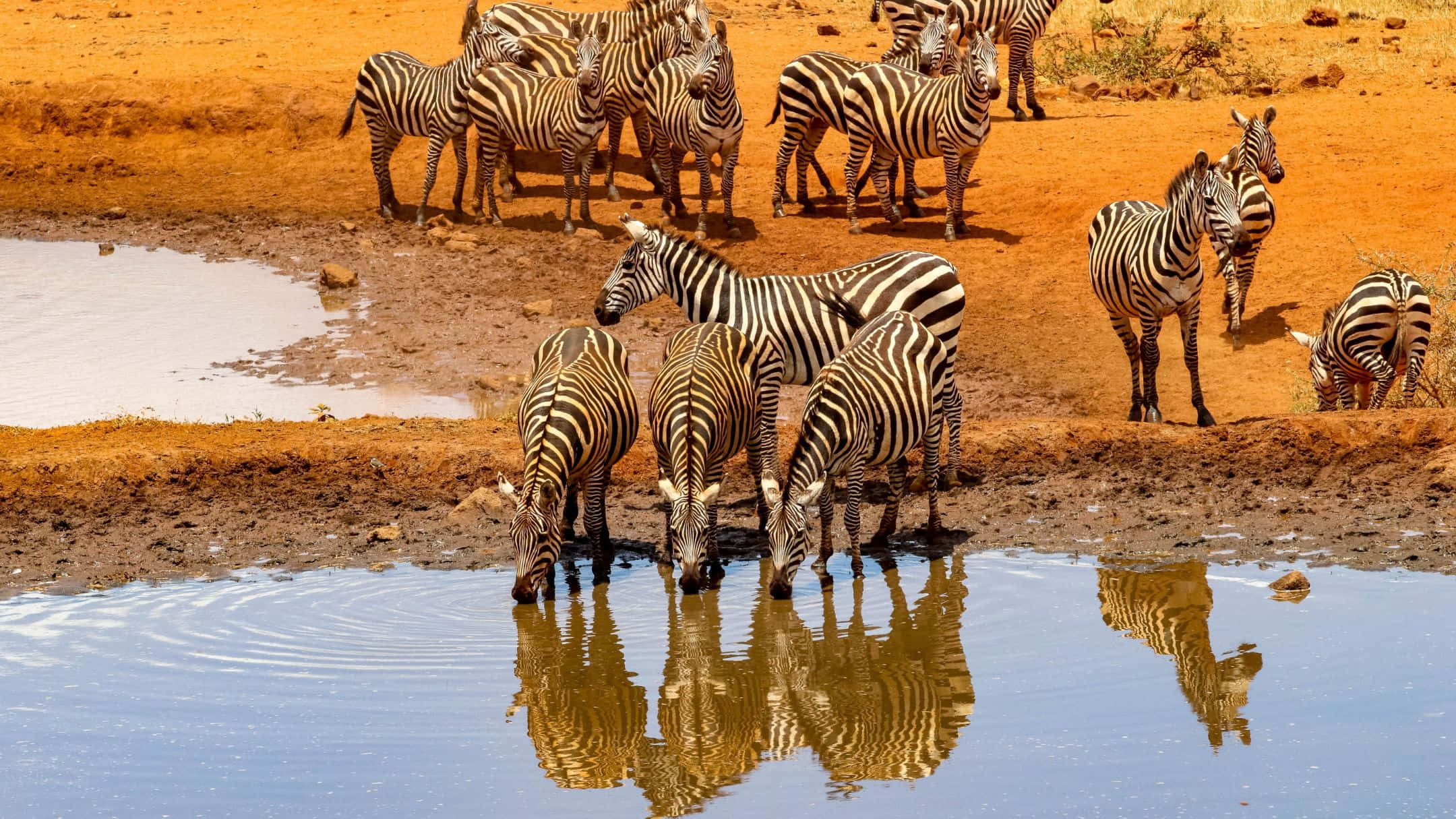 zebras, watering hole, dry savanna, Full HD Desktop Wallpaper