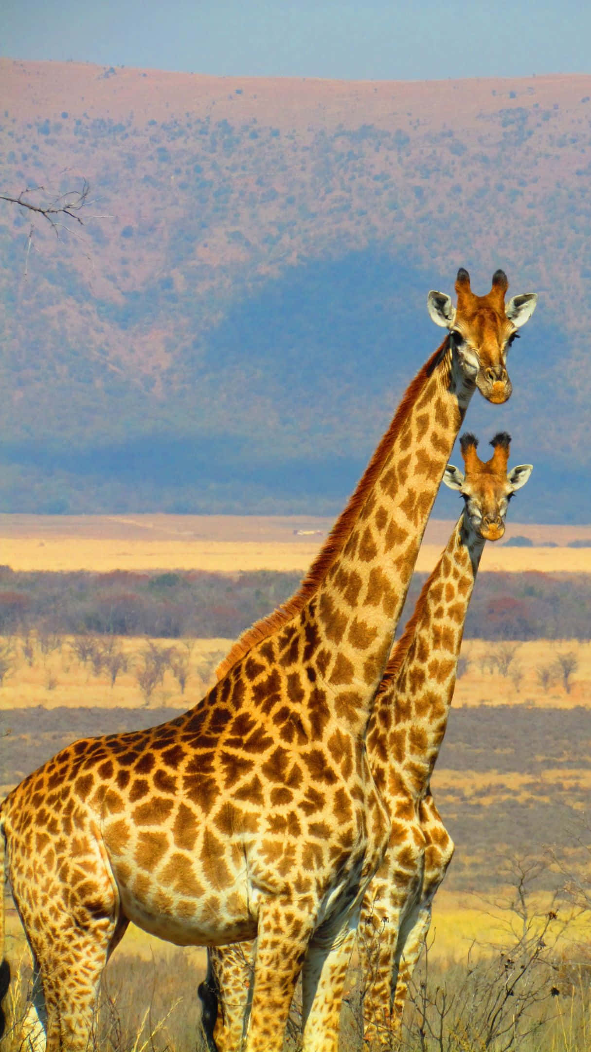 giraffes, savannah, golden savanna, Full HD Phone Wallpaper