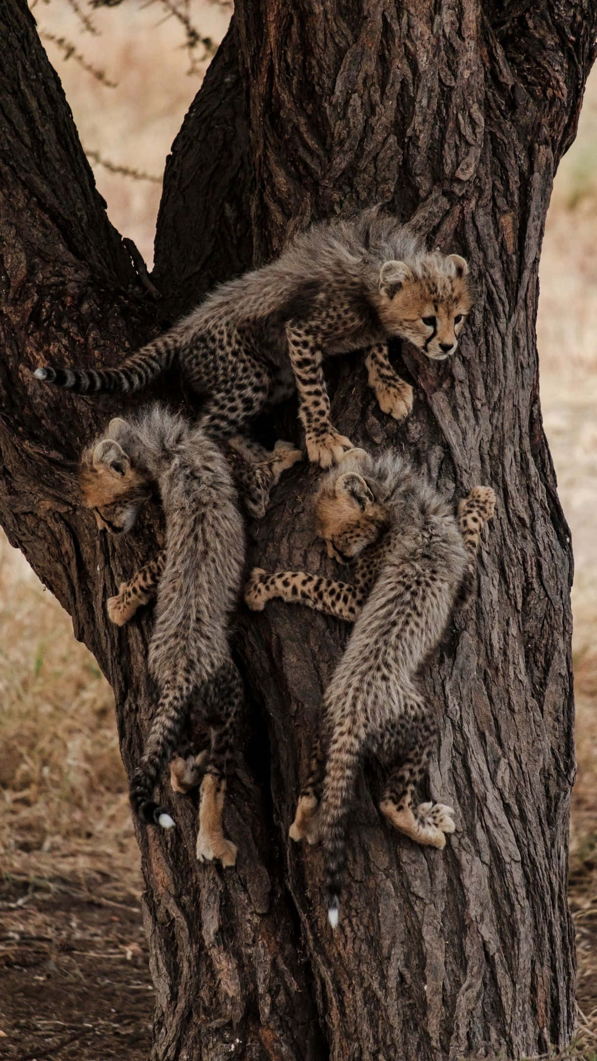 cheetah cubs, rugged tree trunk, dry savanna, Full HD Phone Wallpaper