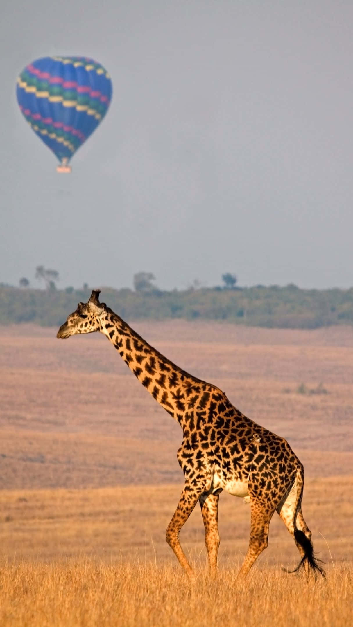 Safari, giraffe, golden savanna grass, Full HD Phone Wallpaper