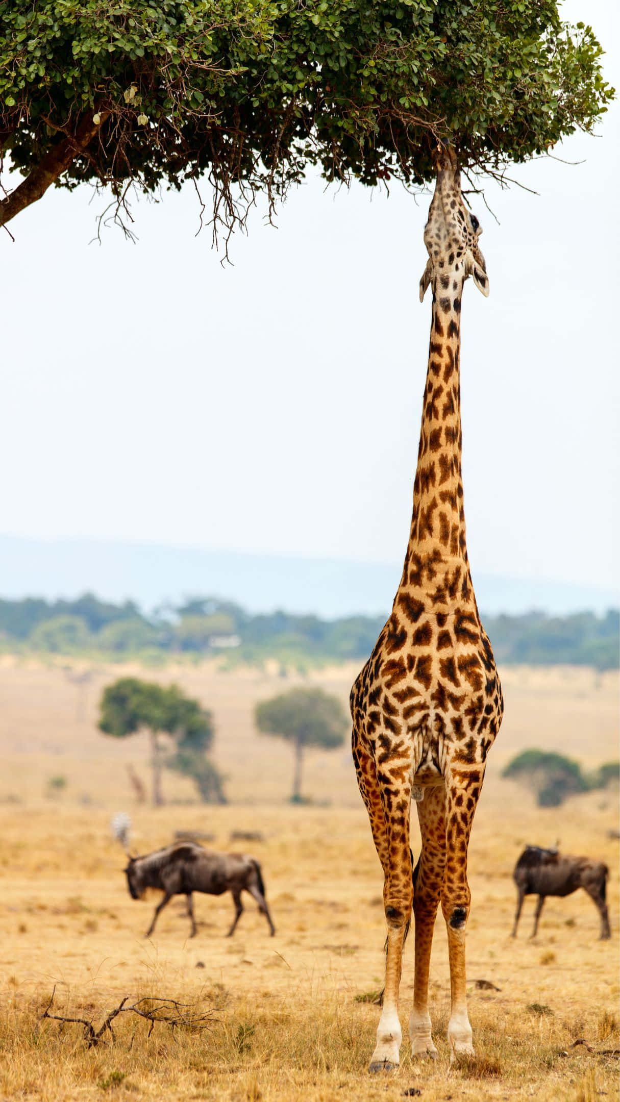 giraffe, acacia tree, wildebeests, Full HD Phone Wallpaper