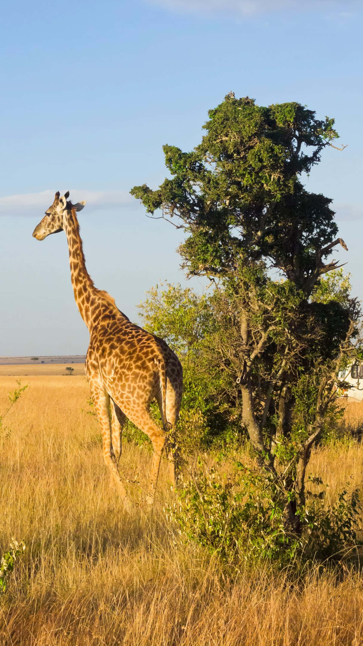 giraffe, savannah, golden savanna, Full HD Phone Wallpaper