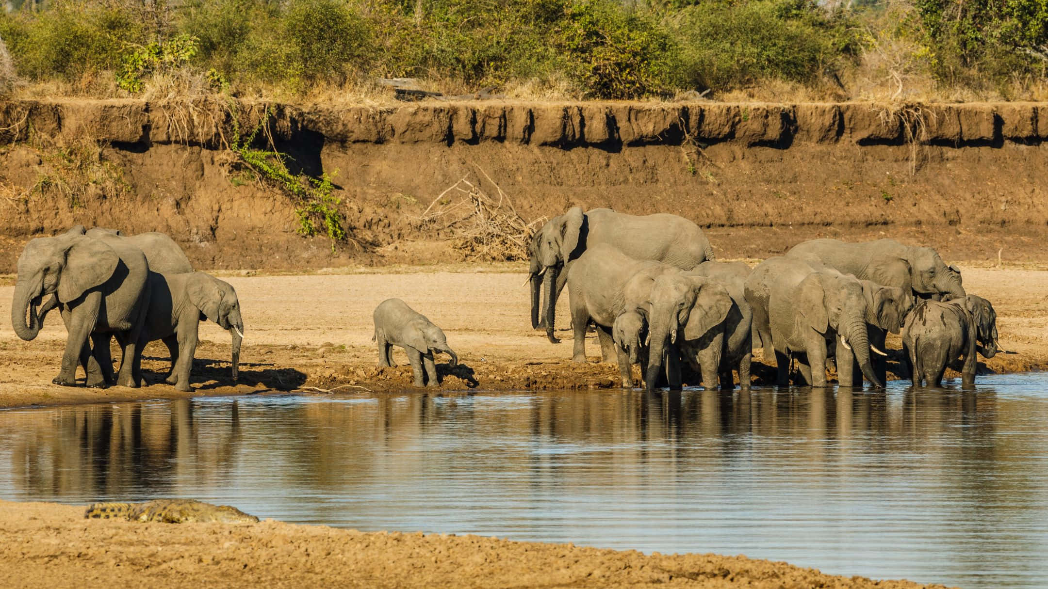 elephant herd, watering hole, bright sunlight, Full HD Desktop Wallpaper