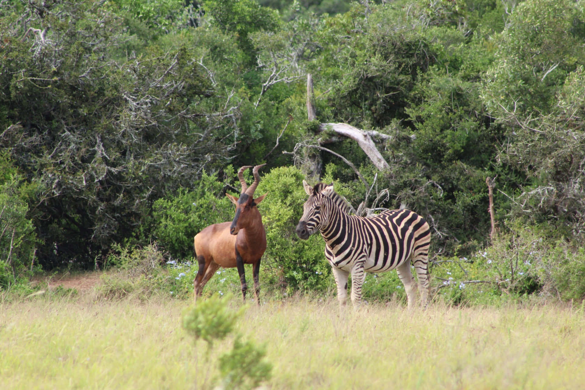 red hartebeest, zebra, tall grass, Full HD Desktop Wallpaper