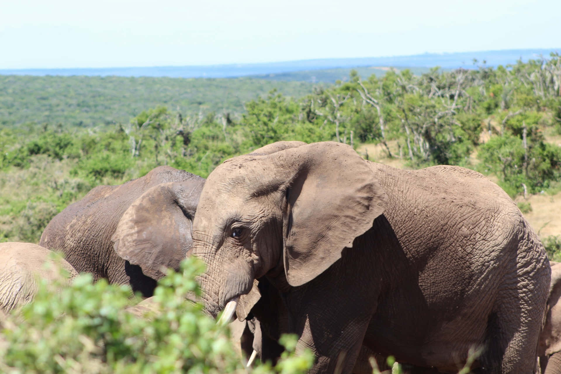 dusty gray elephant, large ears, tusks, Full HD Desktop Wallpaper