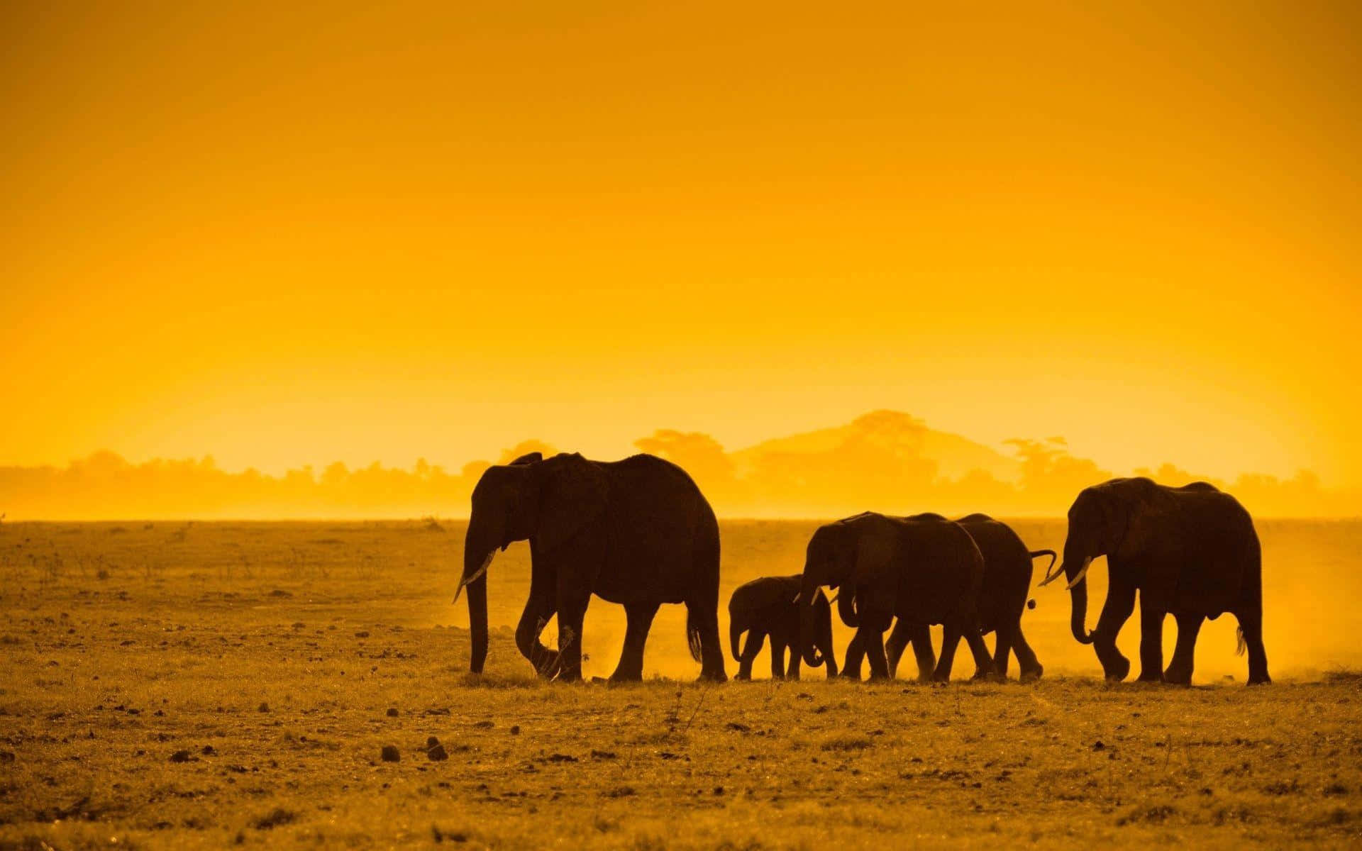 elephant herd, sunset, silhouette, Full HD Desktop Wallpaper