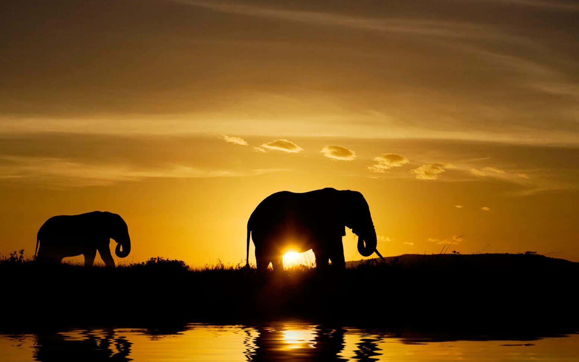 elephant, silhouettes, sunset, Full HD Desktop Wallpaper