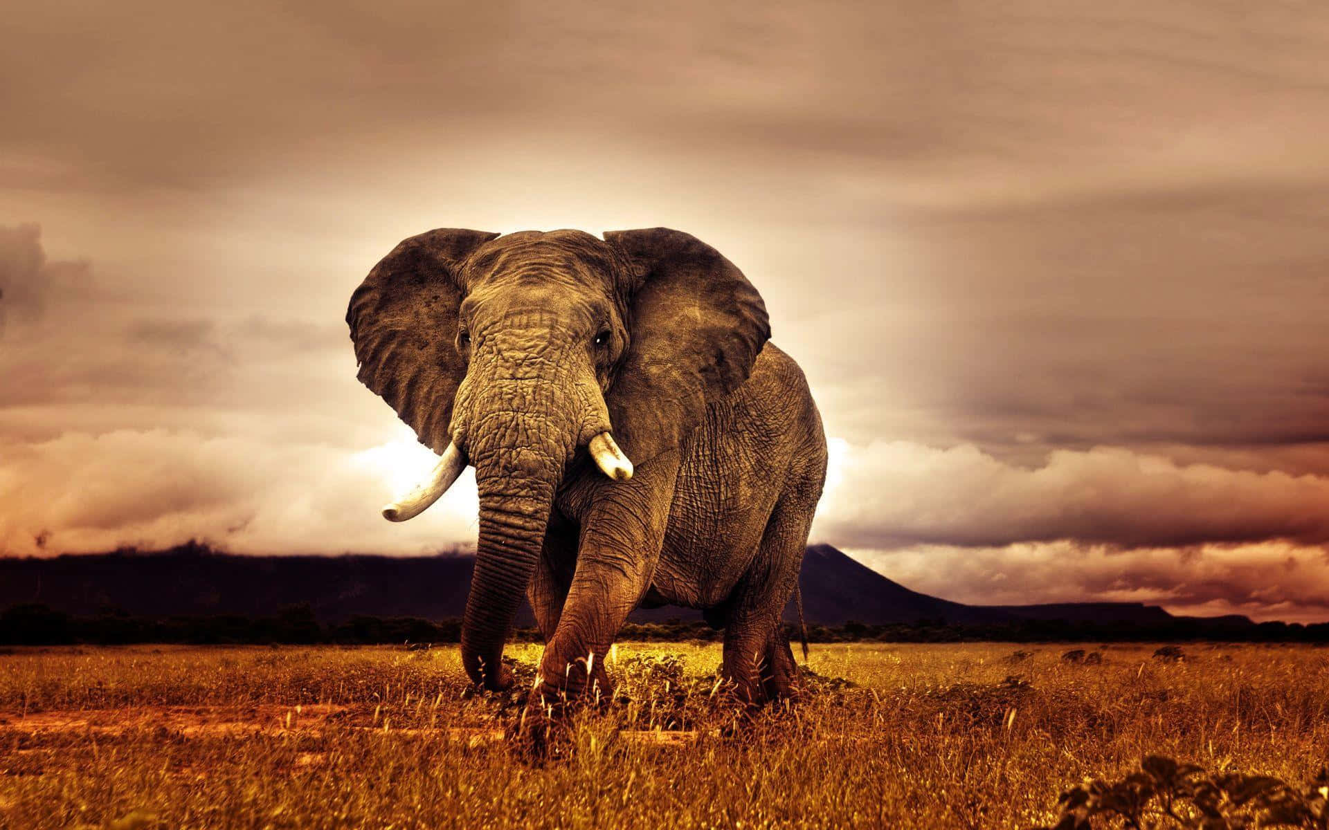 majestic elephant, golden savanna, dramatic cloudy sky, Full HD Desktop Wallpaper