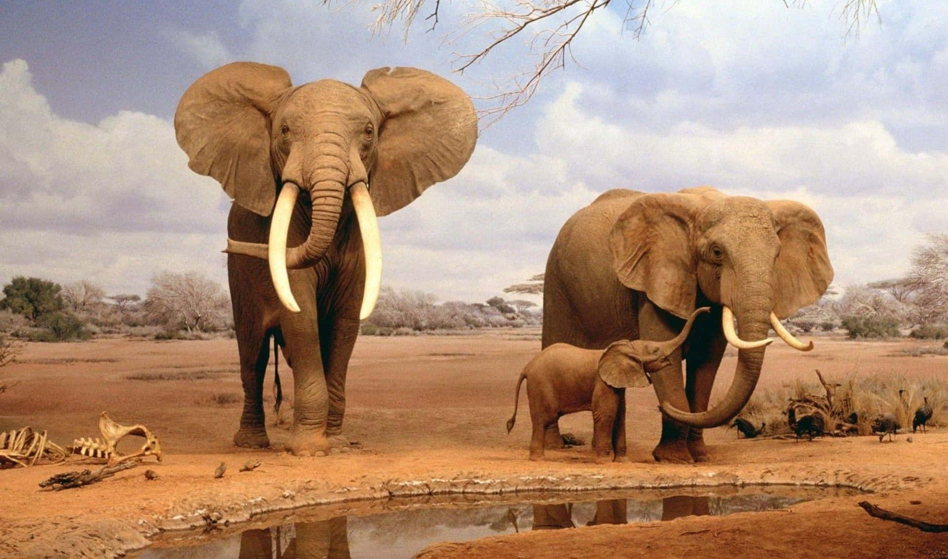 elephant family, waterhole, dry savanna, Full HD Desktop Wallpaper