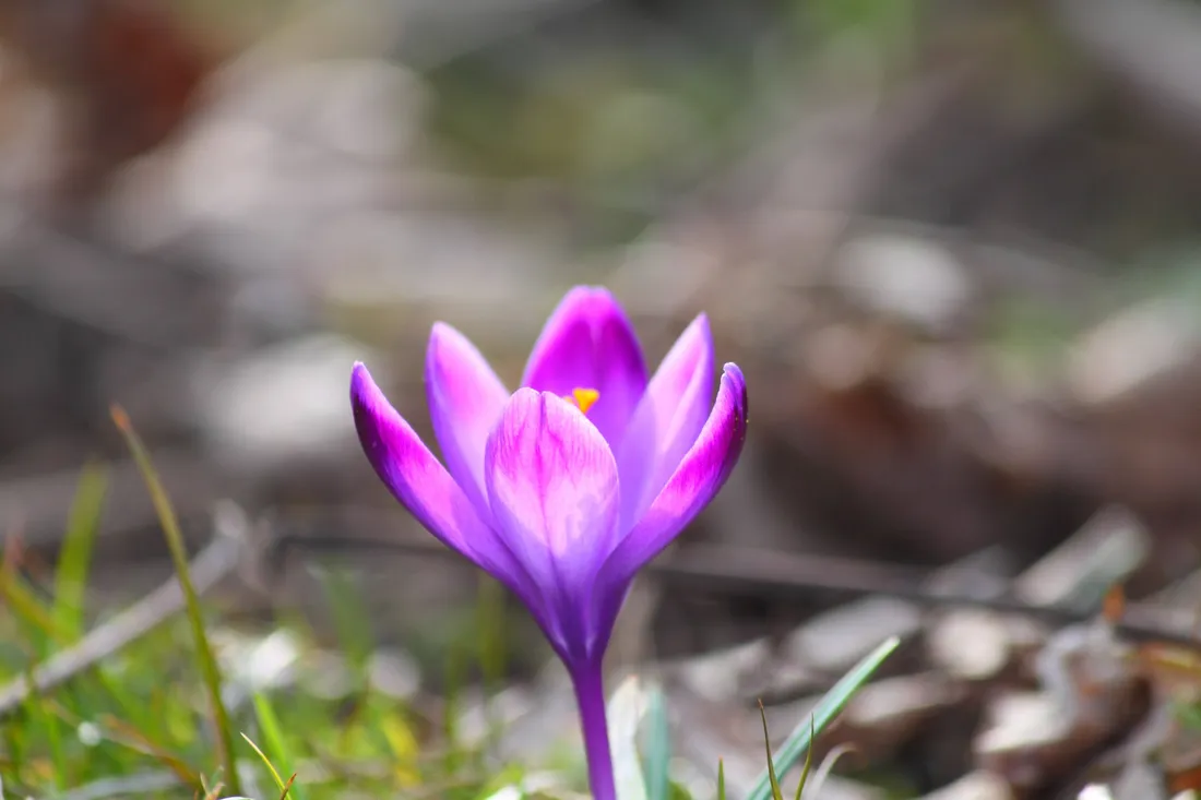 Saffron