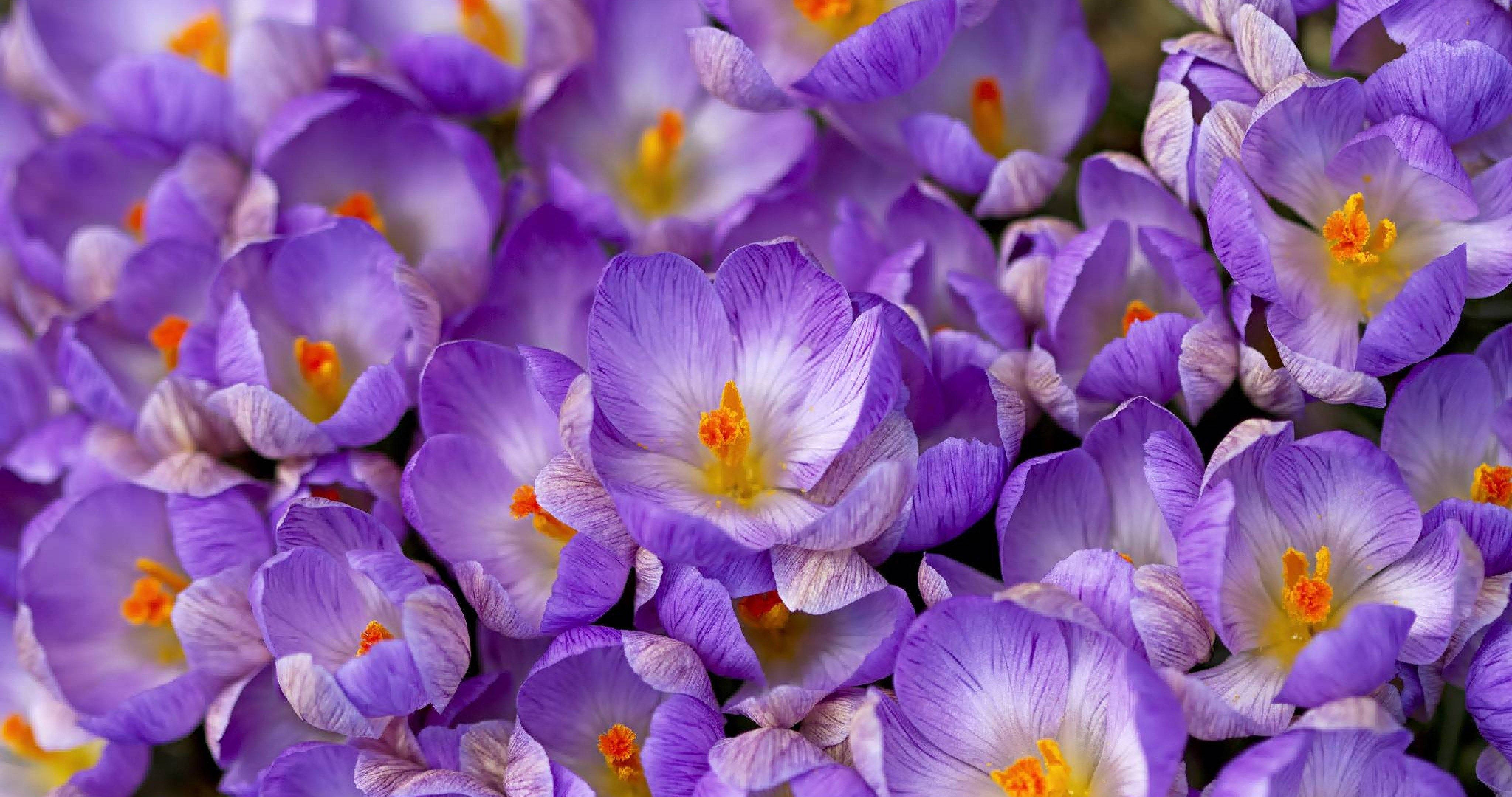 blooming saffron crocus, vibrant purple crocus flowers, white centers, 4K Desktop Wallpaper